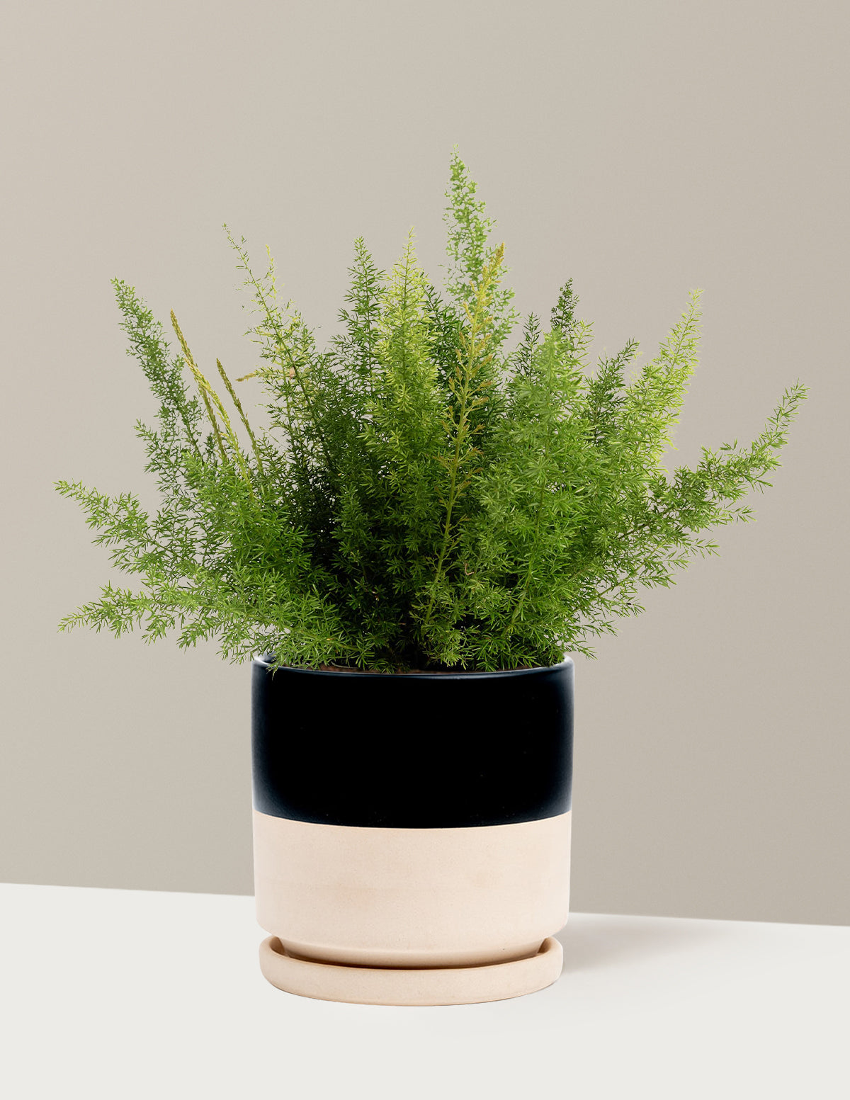 Лисохвост Папоротник