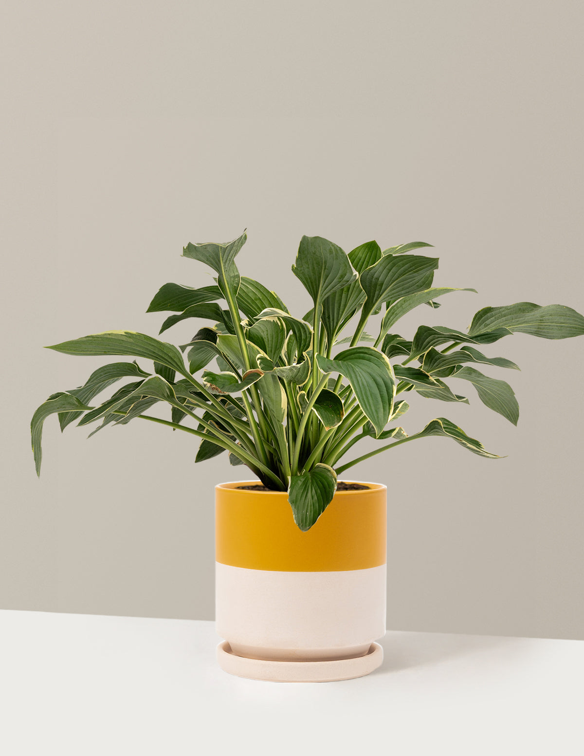 Фрэнси Хоста