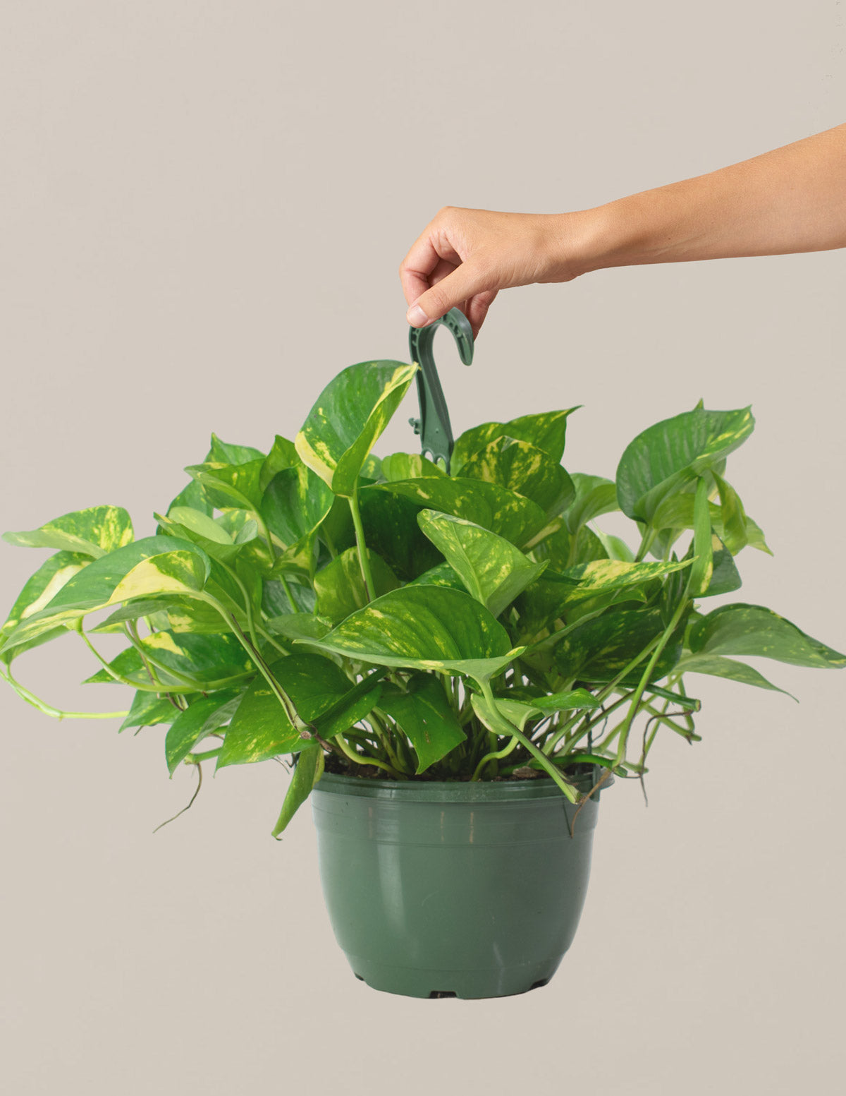 Подвесная корзина Golden Pothos