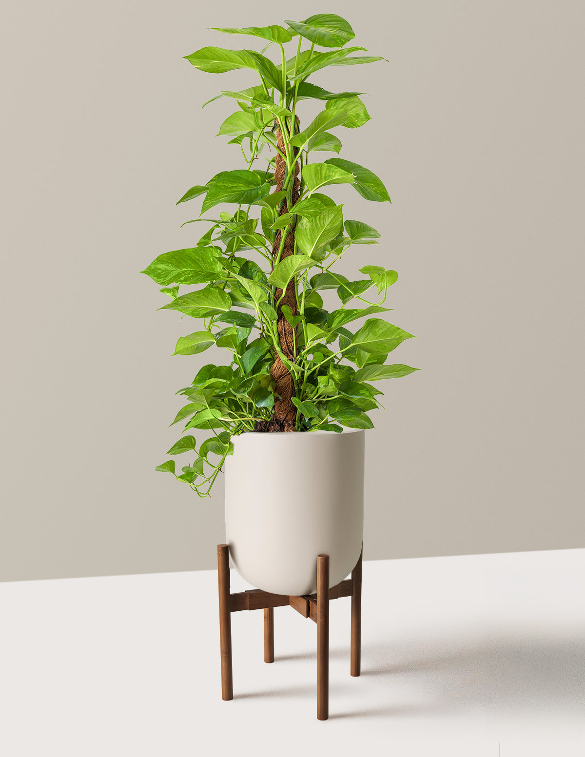 Золотой тотем Потоса