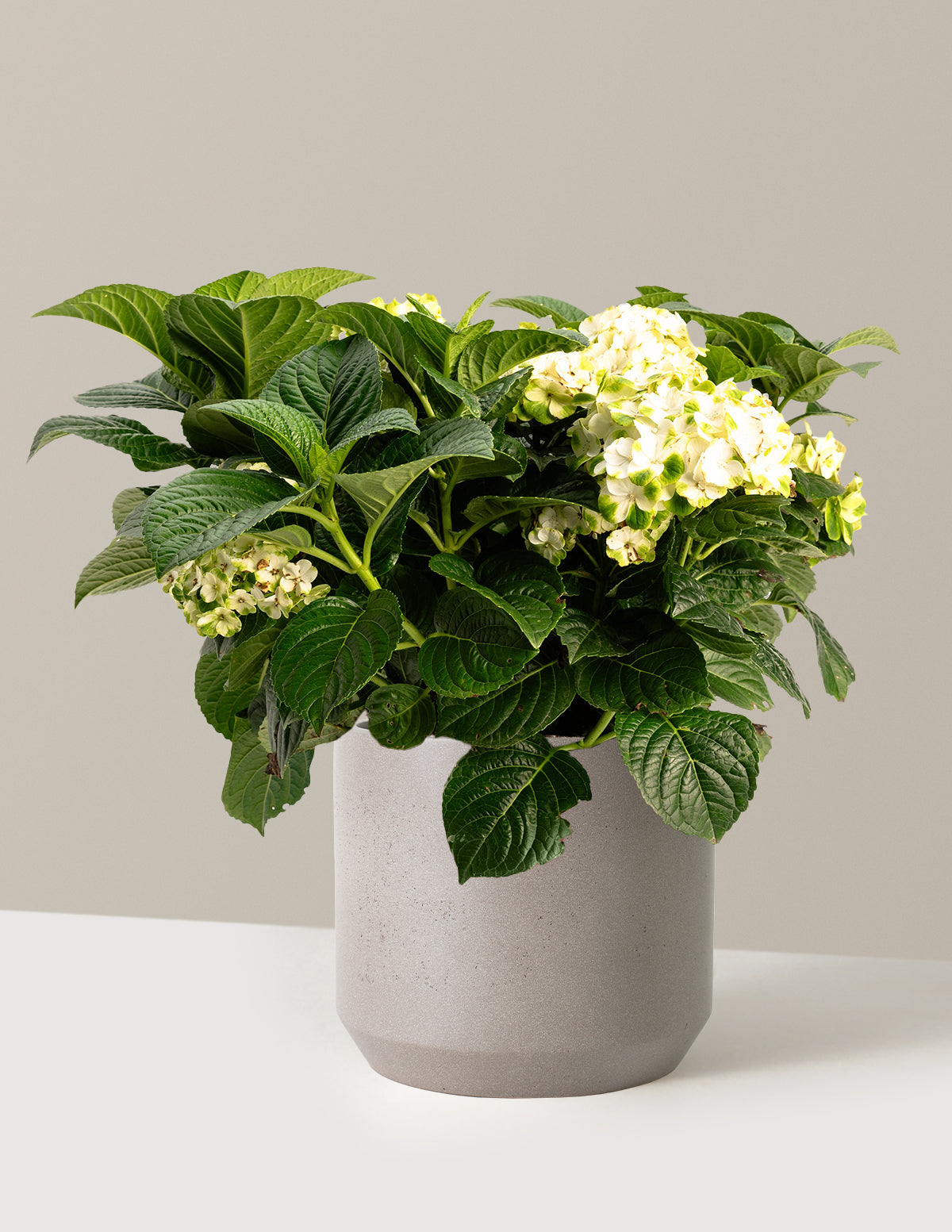 Grin and Tonic™ Повторноцветущая гортензия