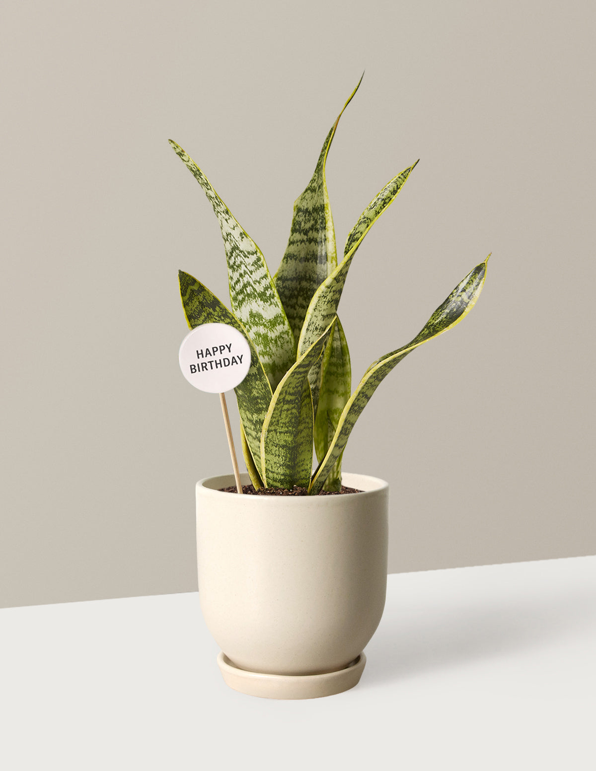 С Днем Рождения Змея Лаурентий