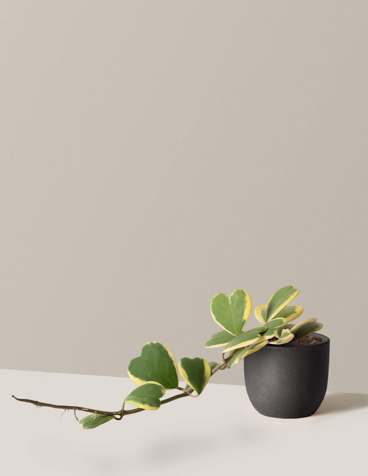 Трейлинг Хойя Сердце