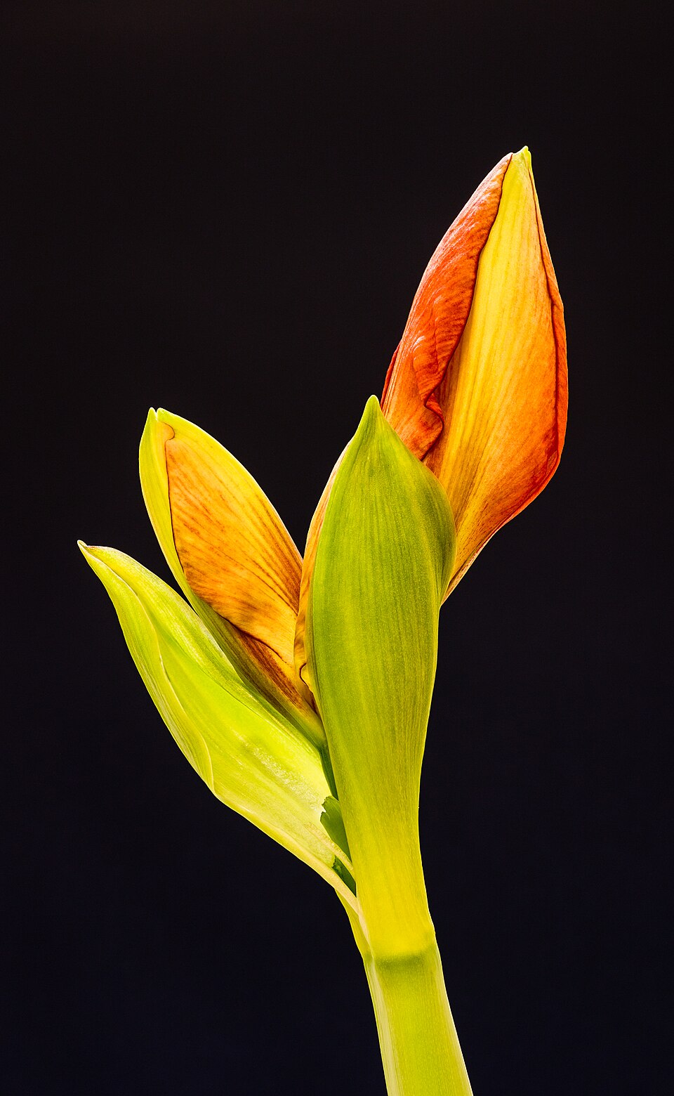 Гиппеаструм