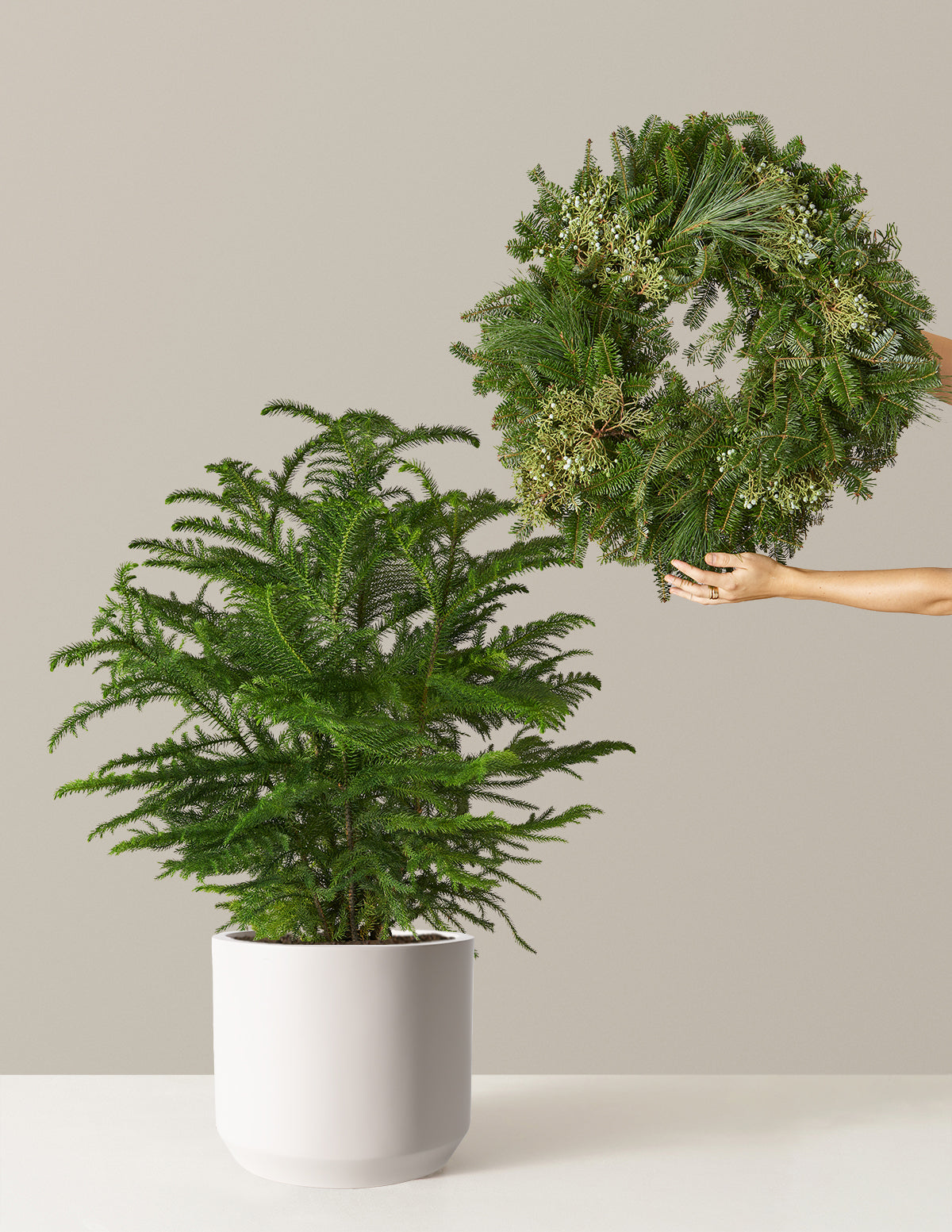 Холидей Дуо Делюкс