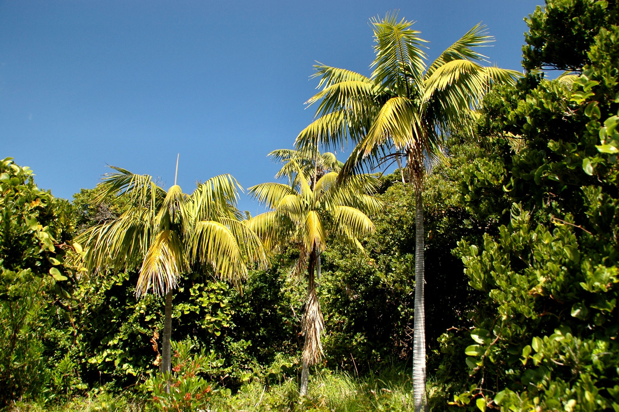 Ховея Форстера