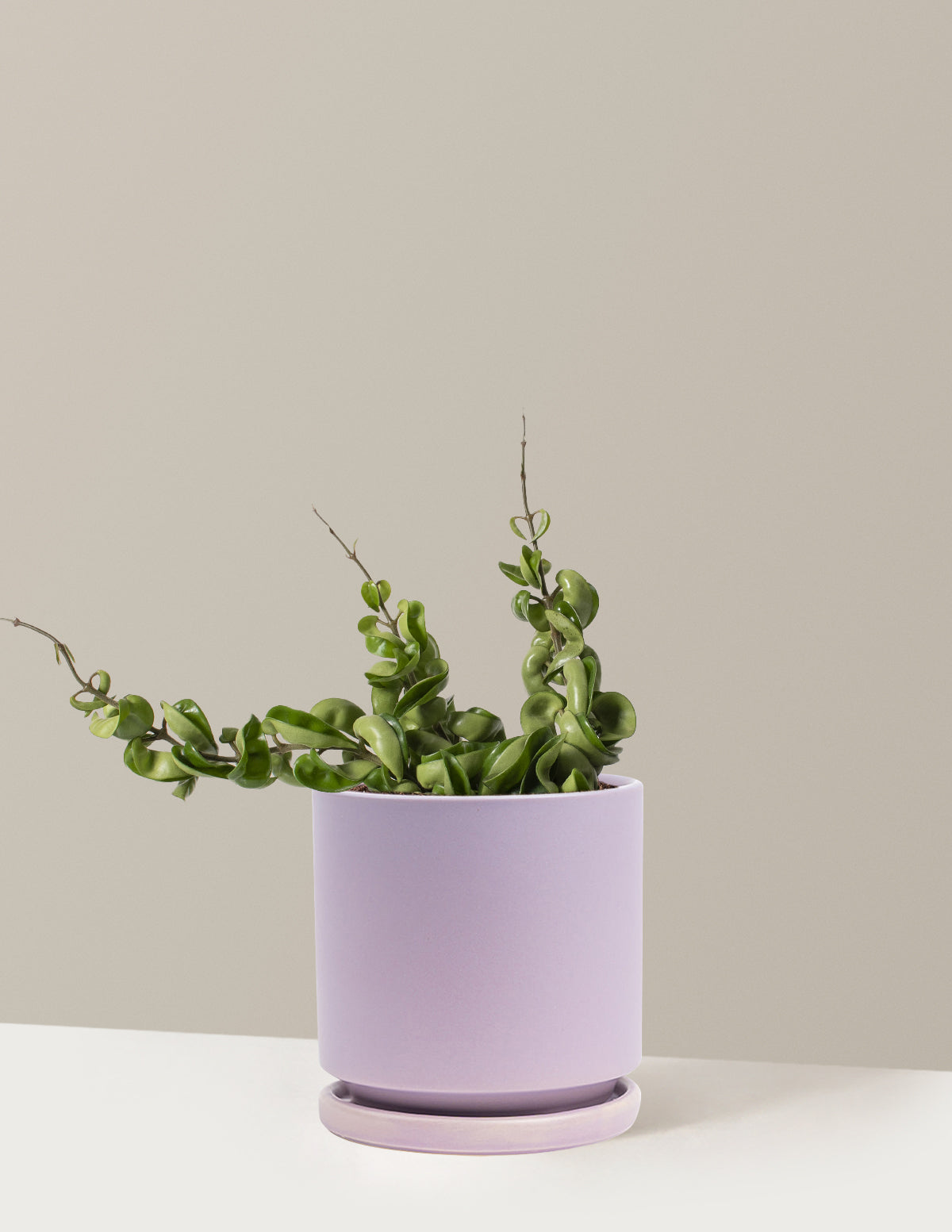 Хойя Веревка