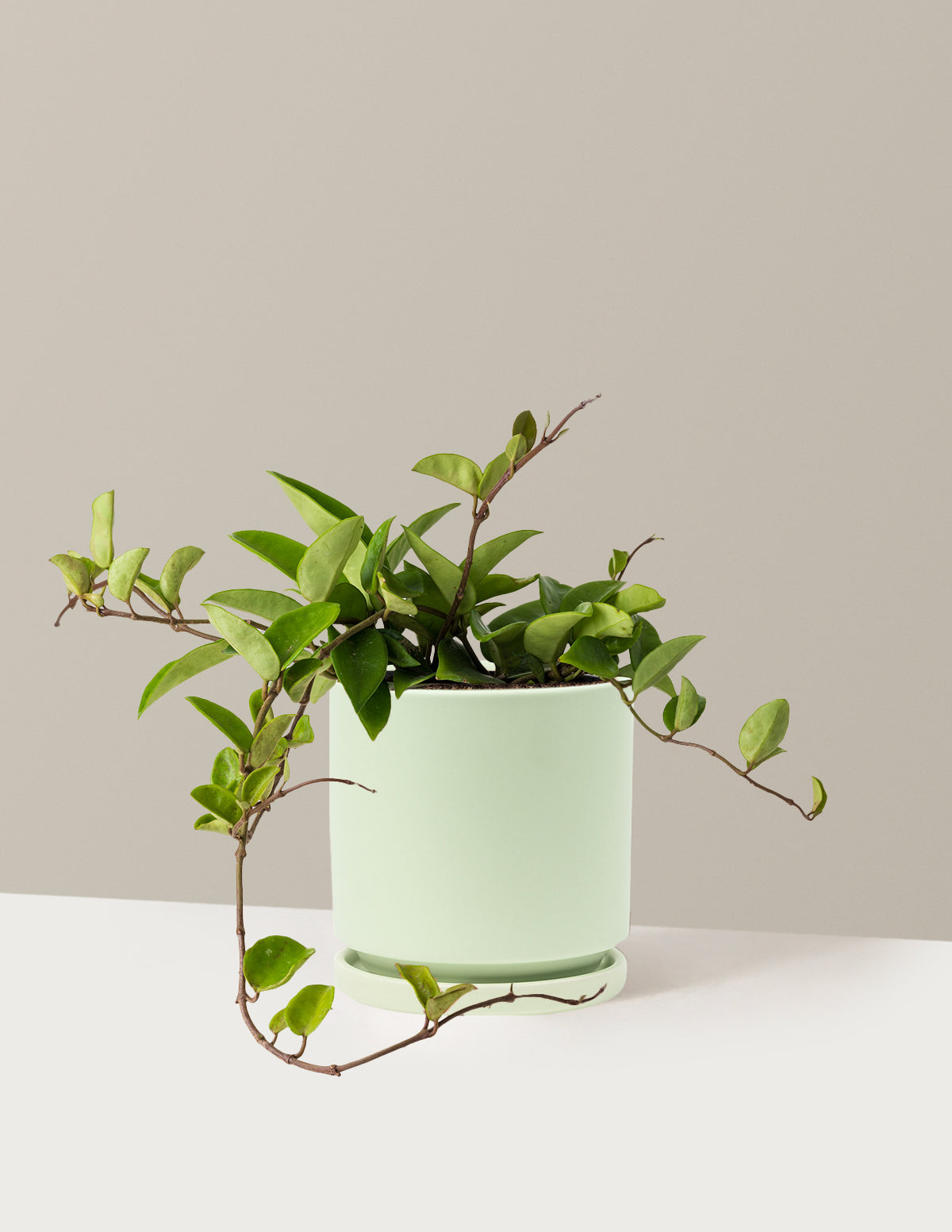 Хойя Пубикаликс Грин