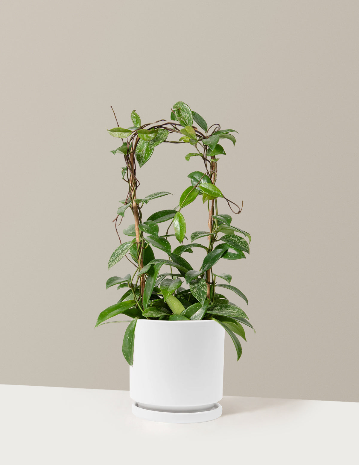 Хойя Пубикаликс Хооп