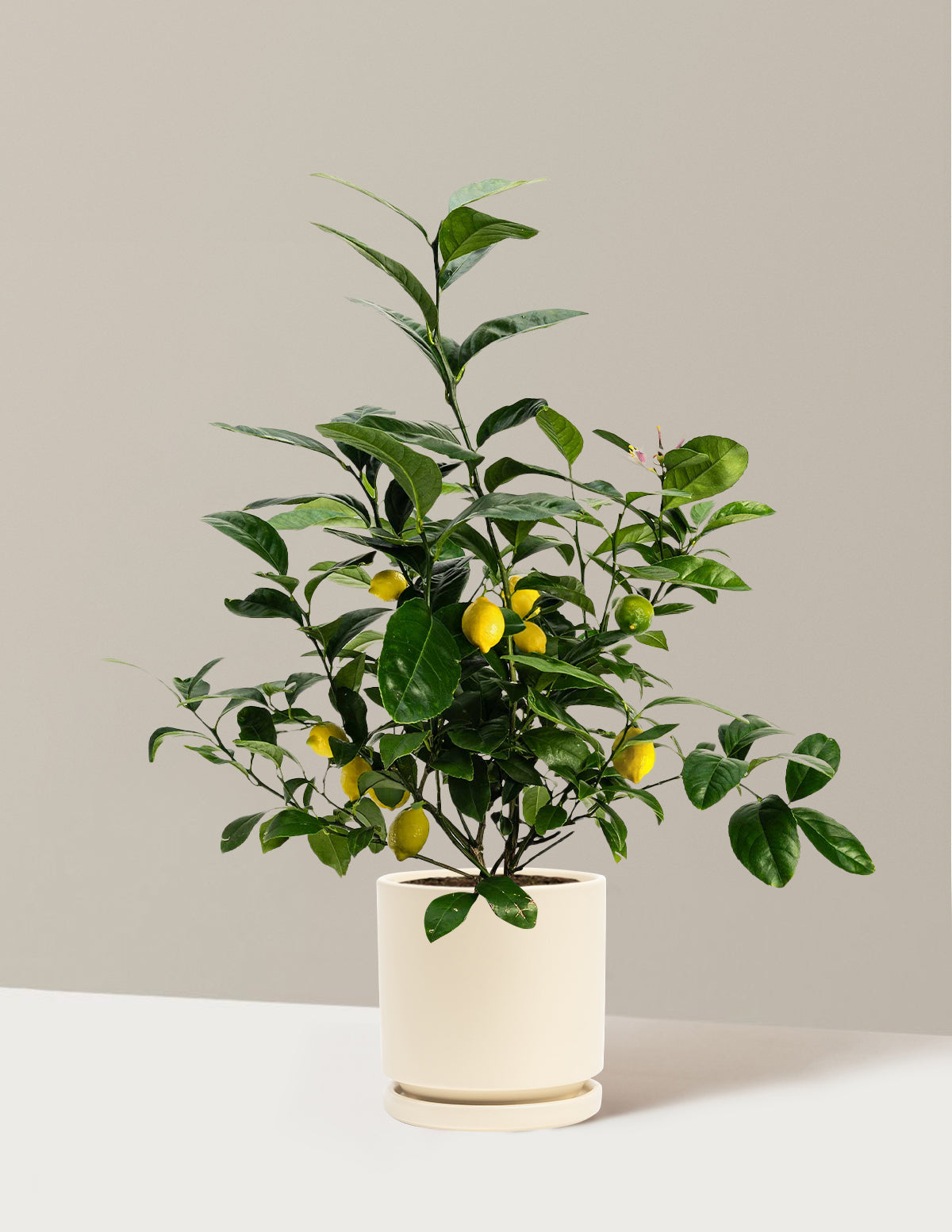 Мейер Лемон Буш