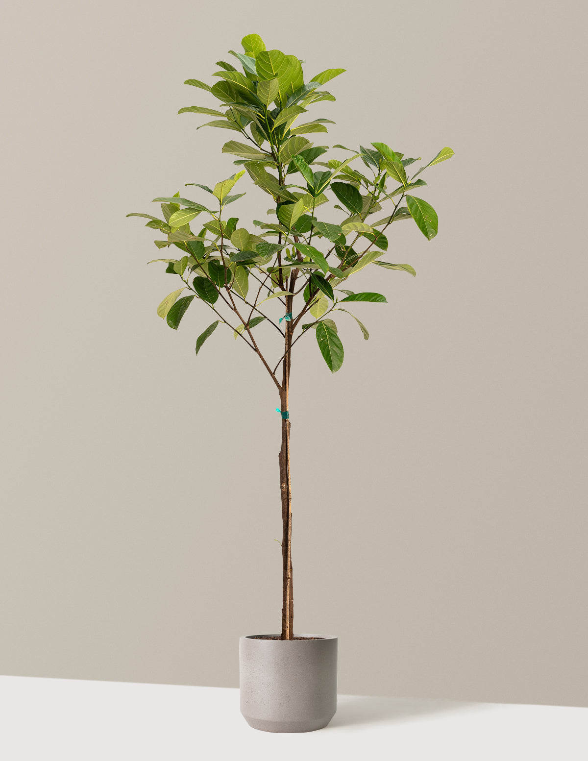 Джекфрутовое дерево