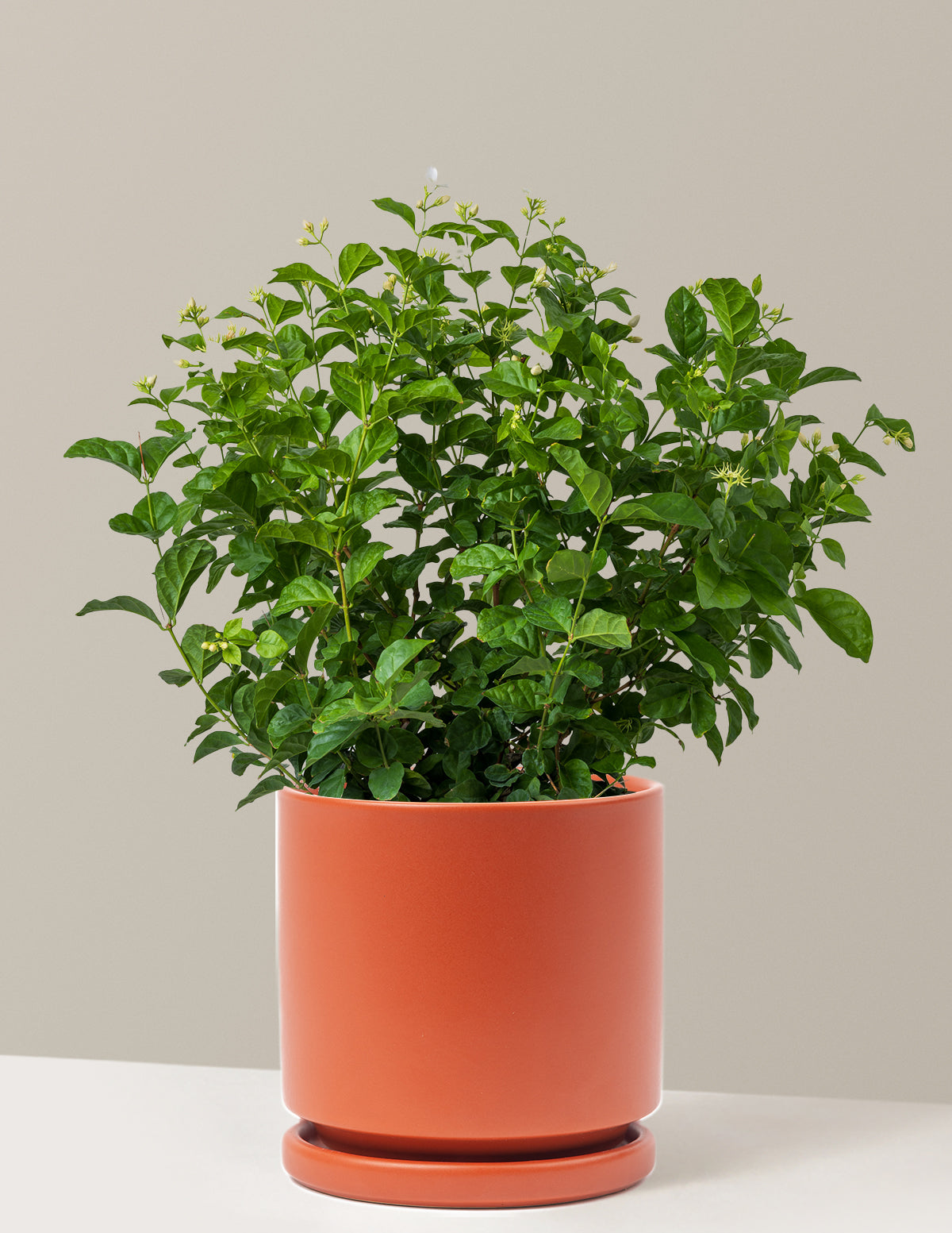 Жасмин Самбак