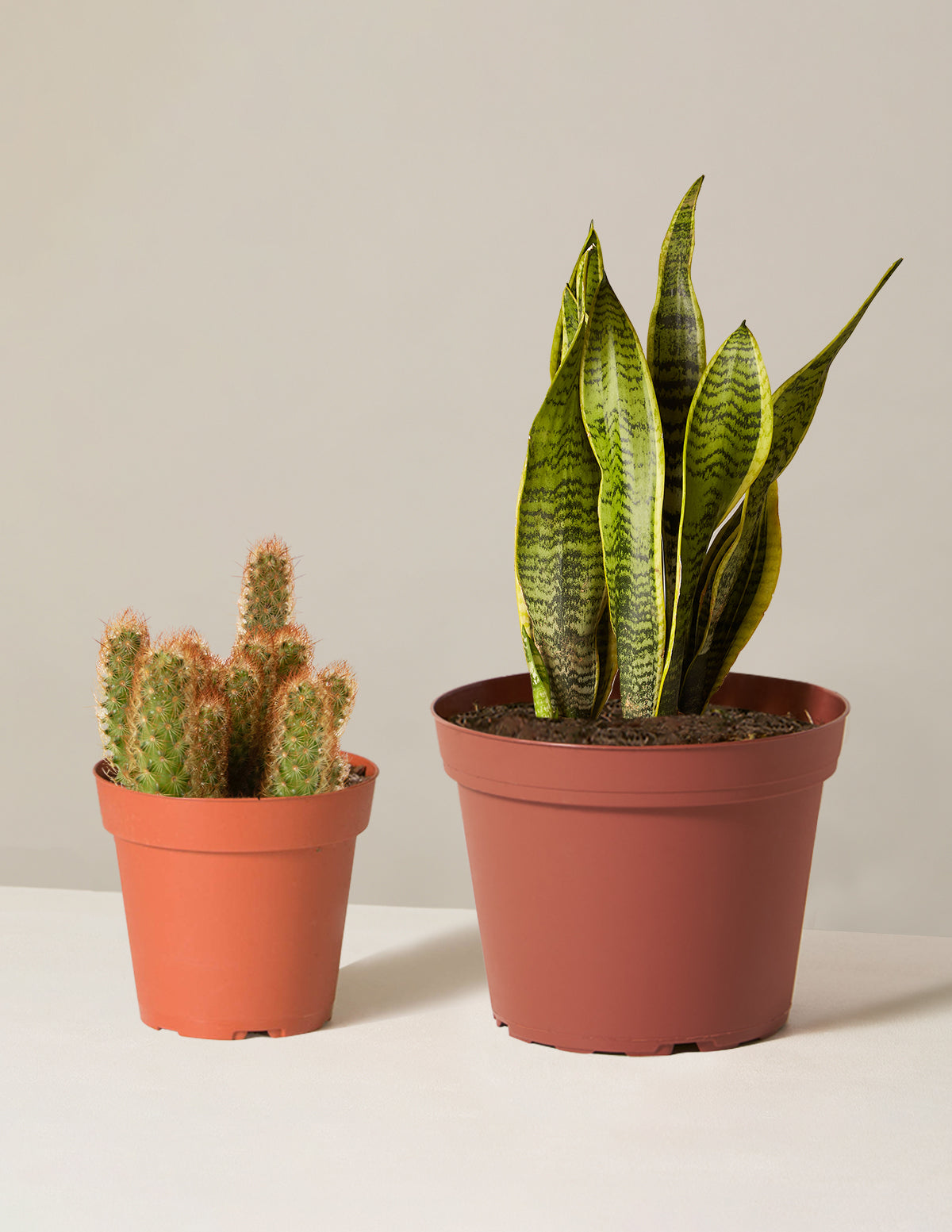 Джетсеттер Дуо