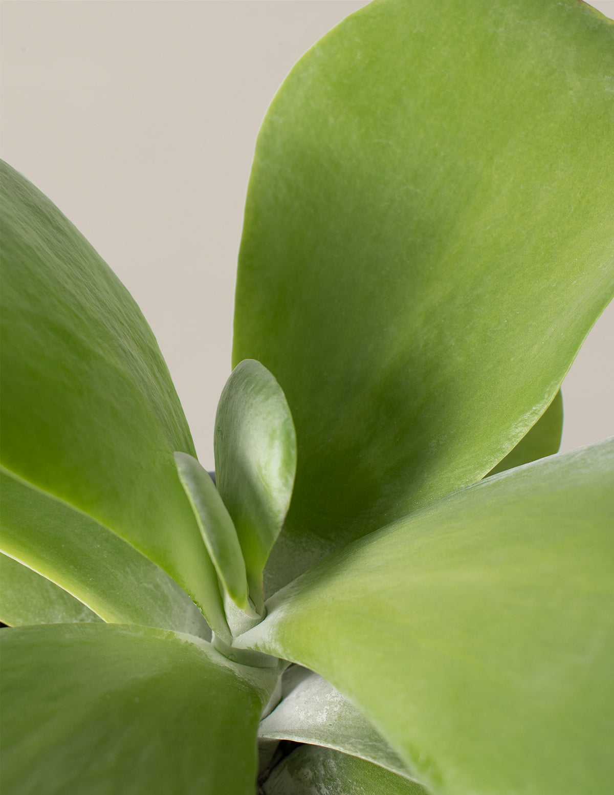 Каланхоэ Лепешка