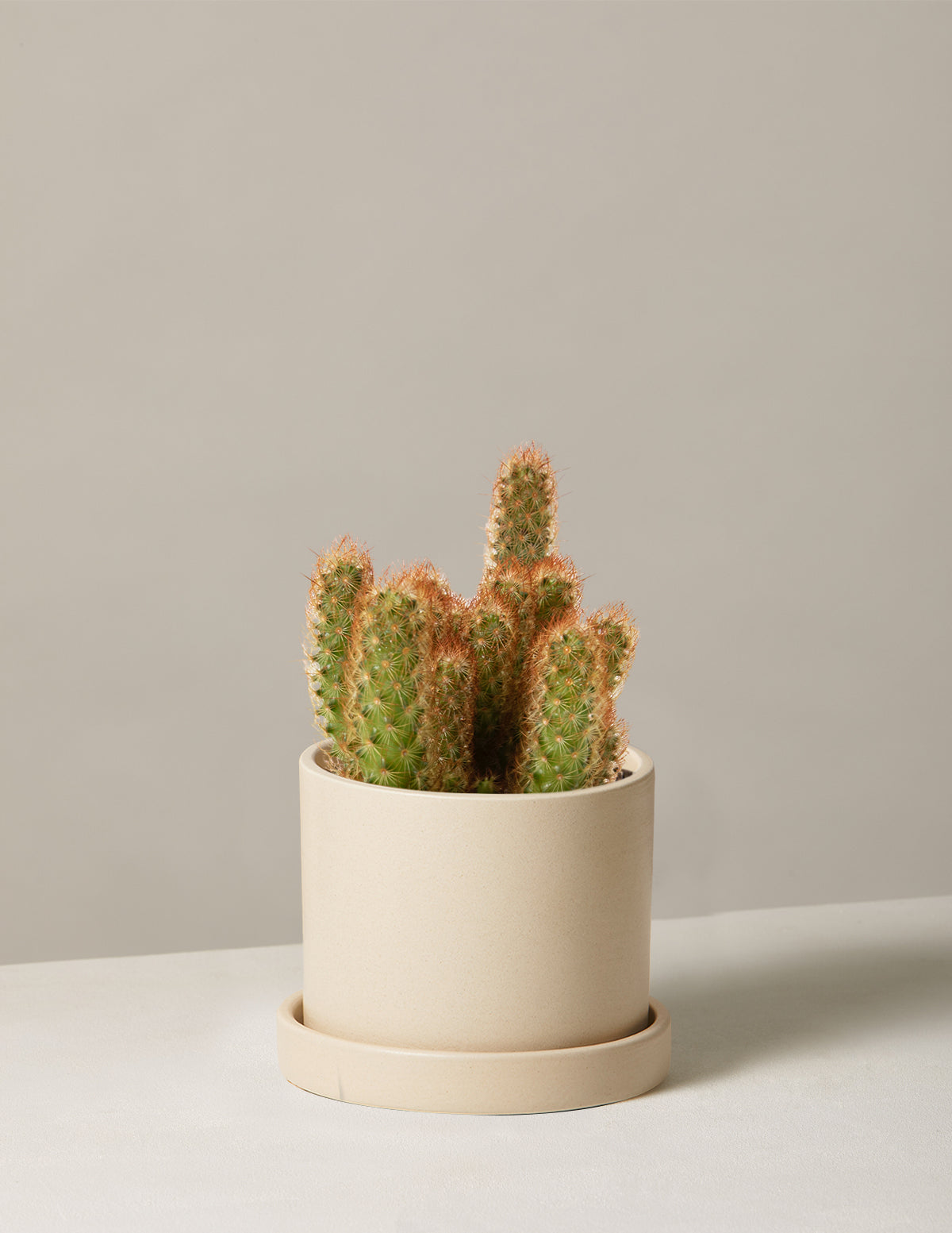 Кактус ледифингер