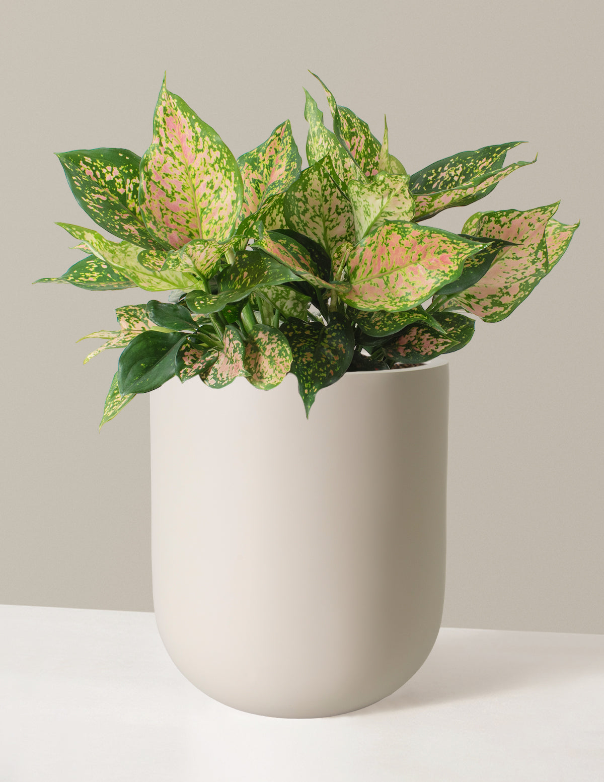 Аглаонема большая Лаки Ред