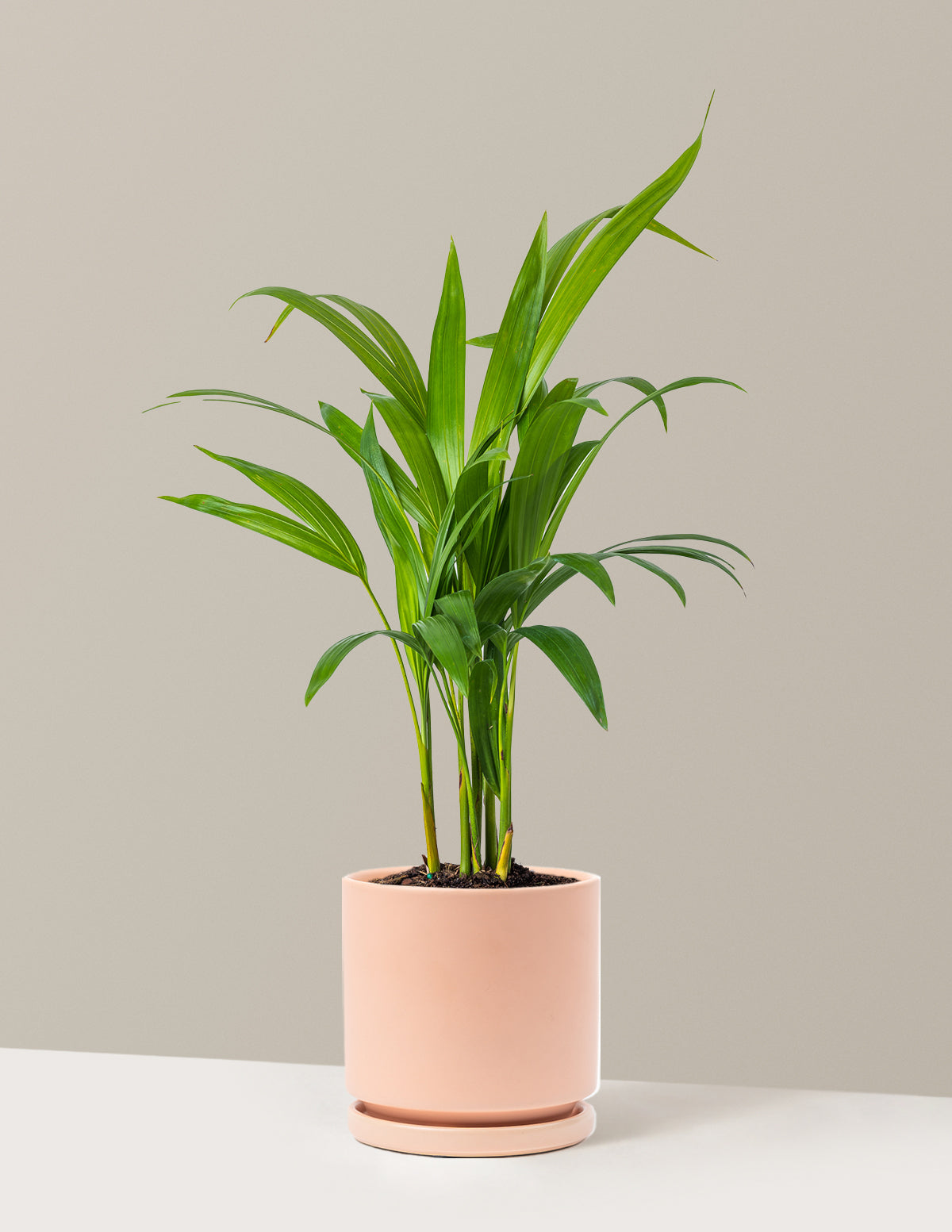 Очищающая пальма Areca