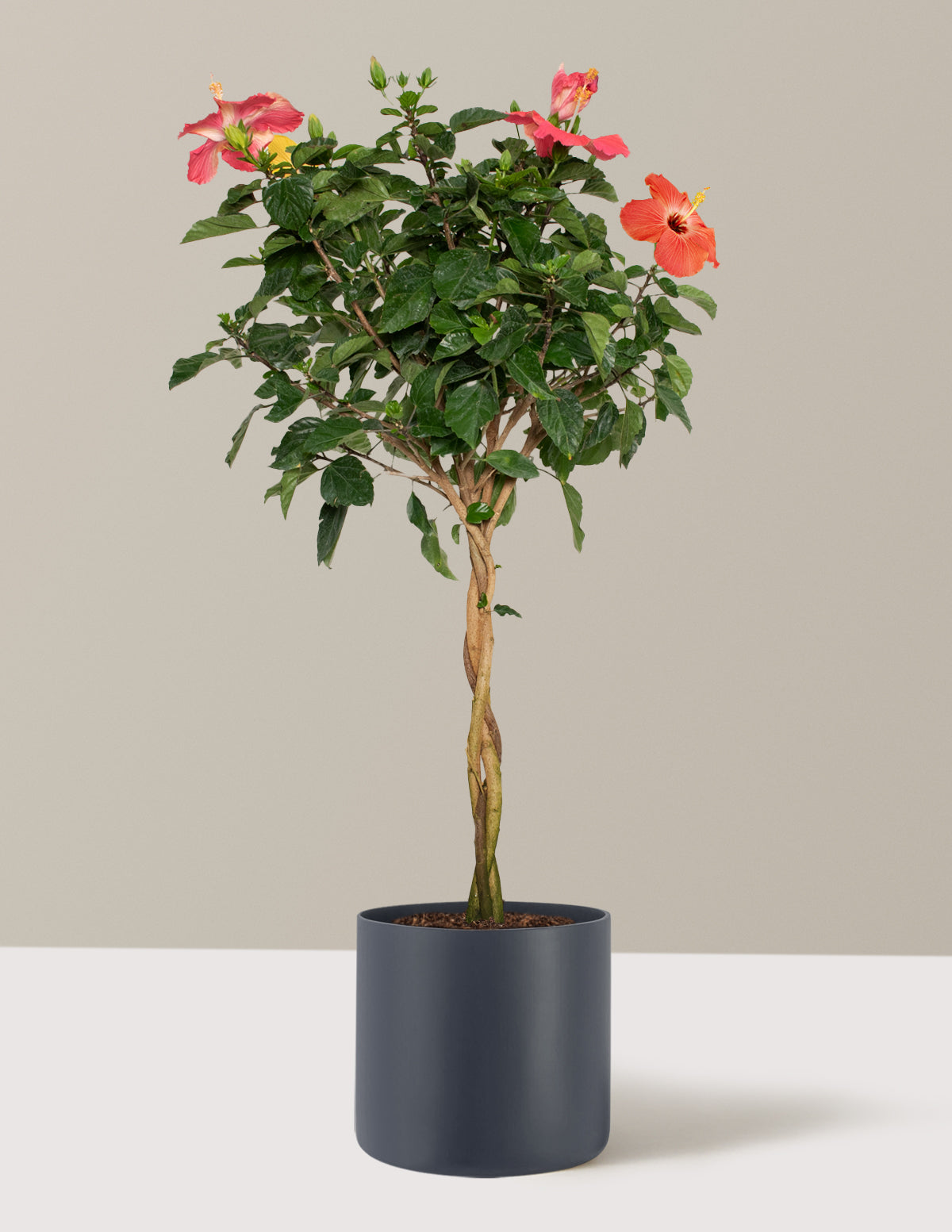 Большой плетеный гибискус