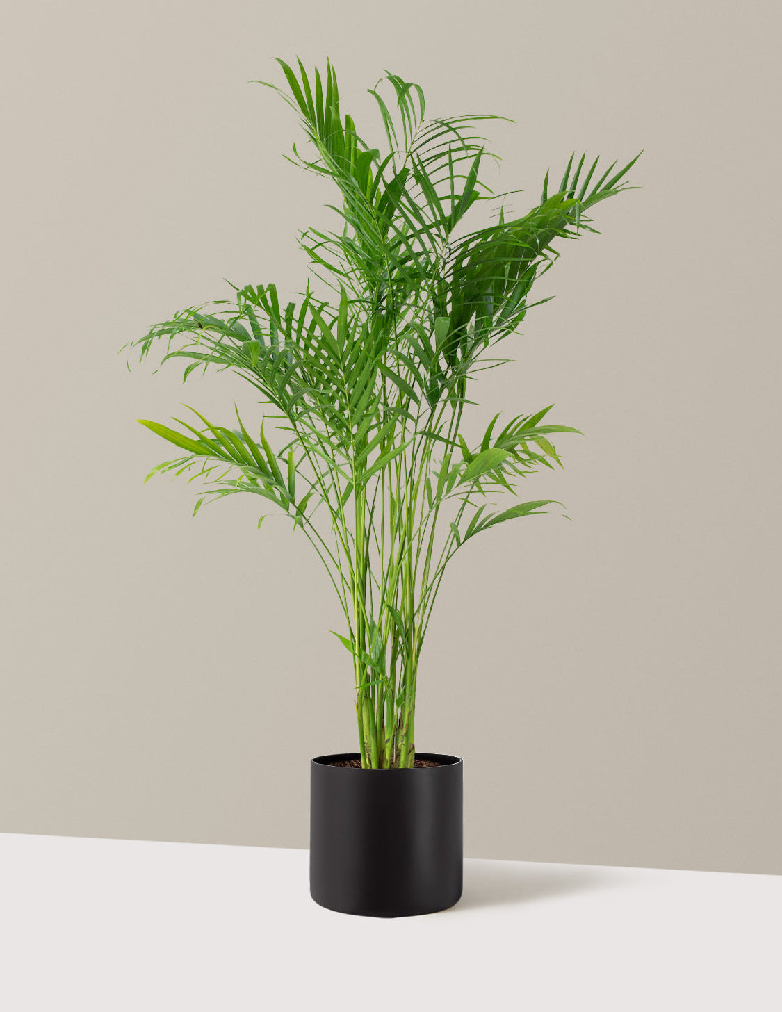 Большая кошачья пальма