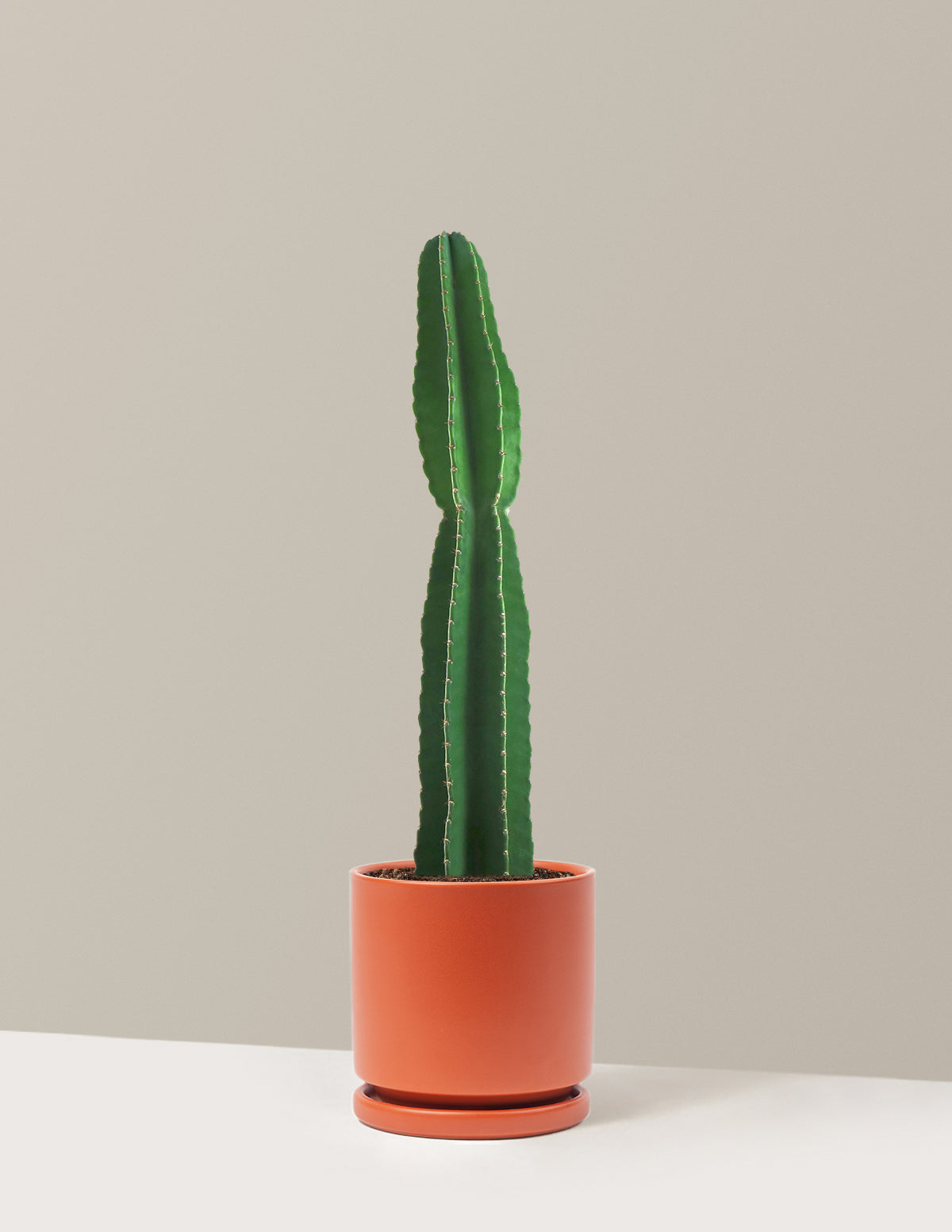 Большой перуанский яблочный кактус