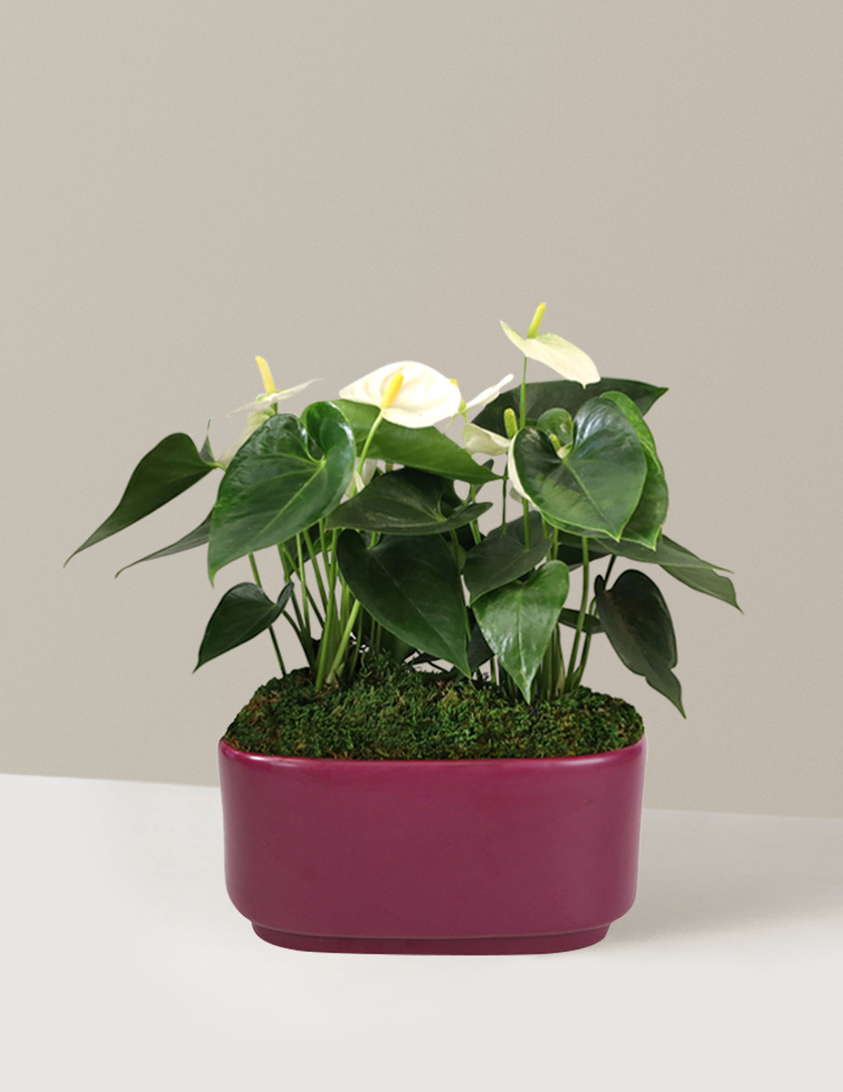 Большой двойной антуриум