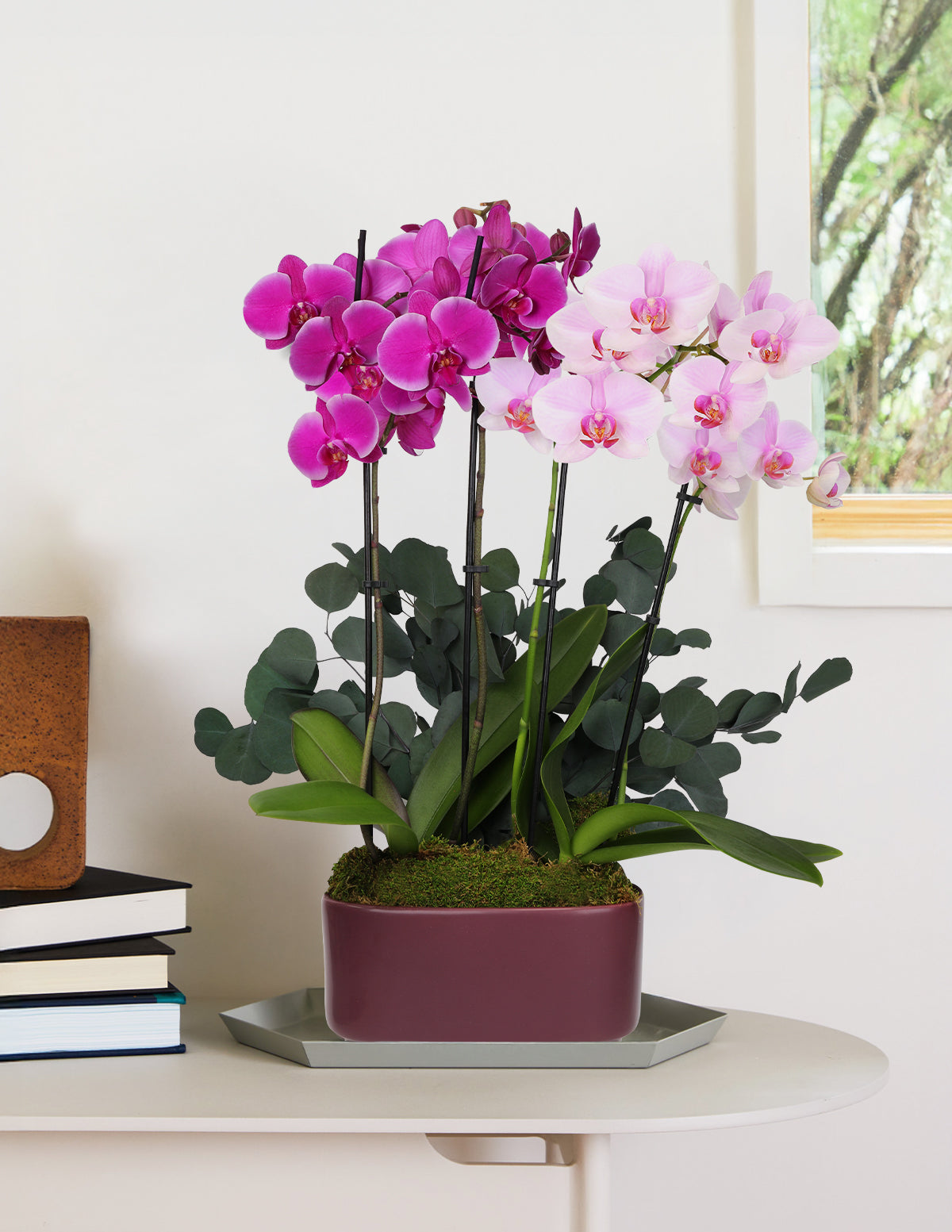 Большая двойная двухцветная орхидея