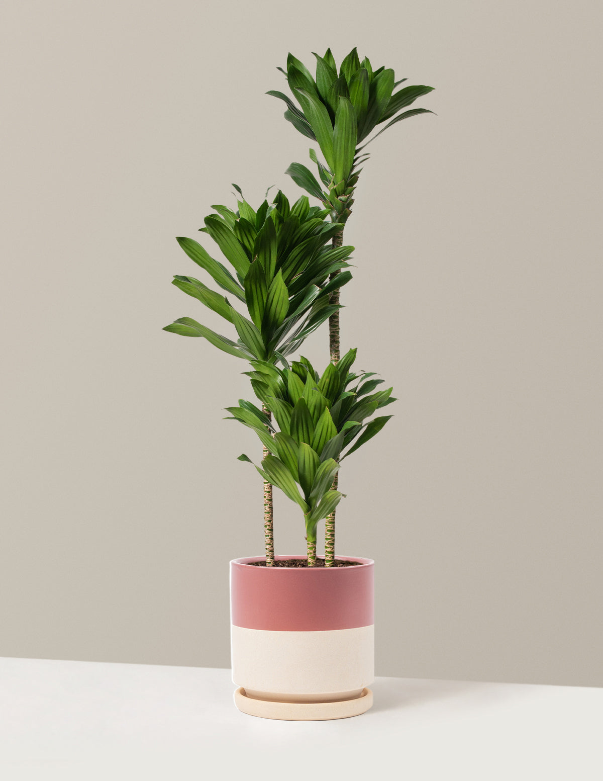 Большая трость Драцена Компакта