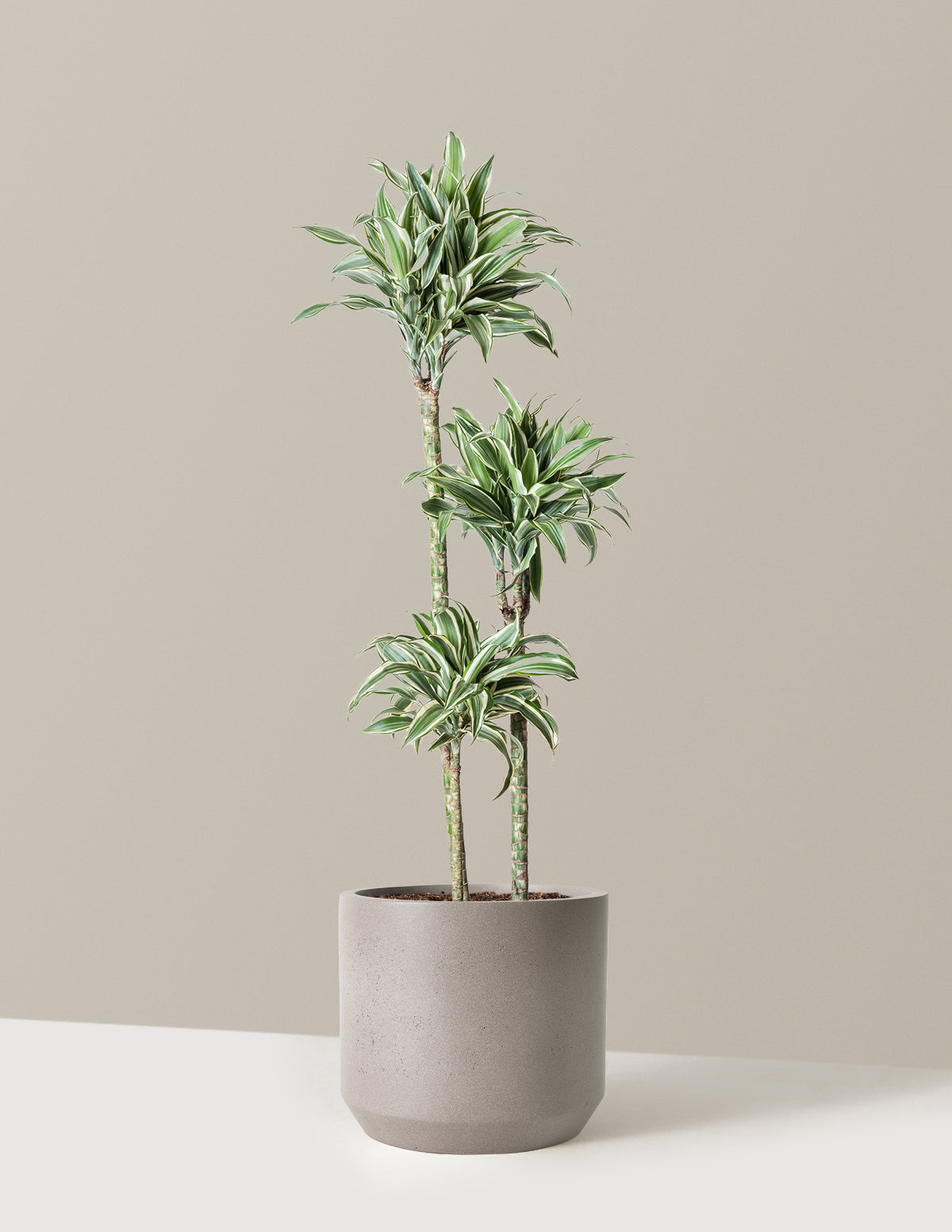 Большой белый драгоценный камень Драцена Варнекская