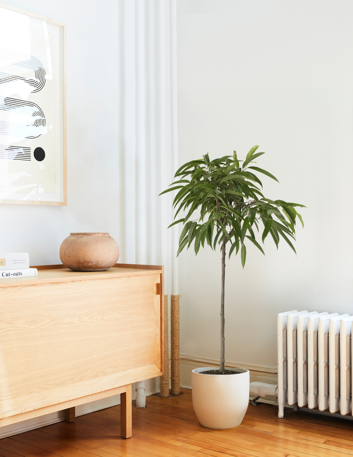 Большой Фикус Алии