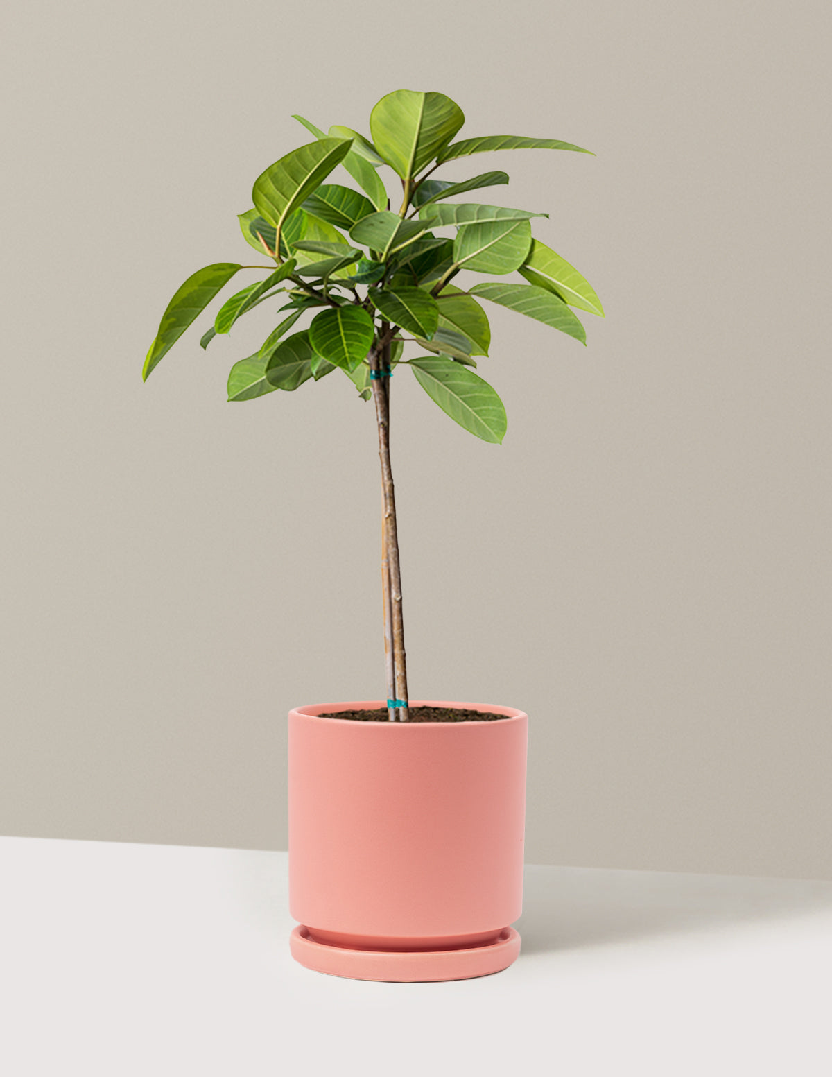 Большое дерево фикуса альтиссима