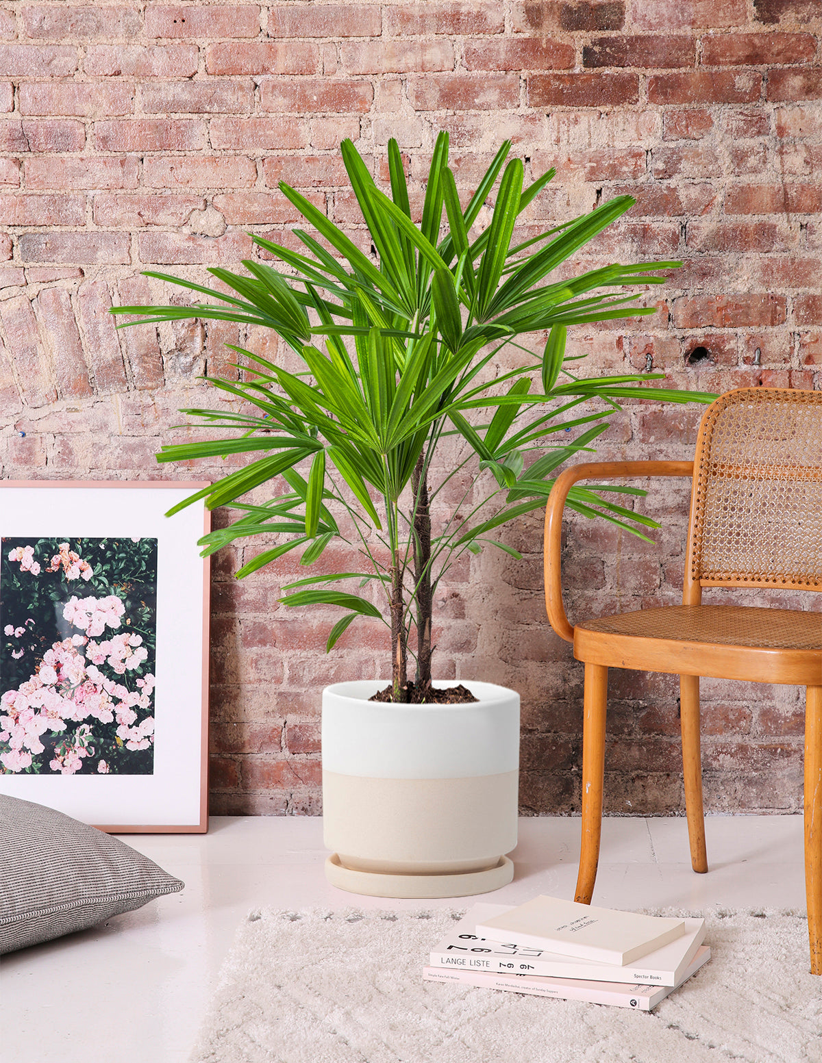 Большая Леди Пальма