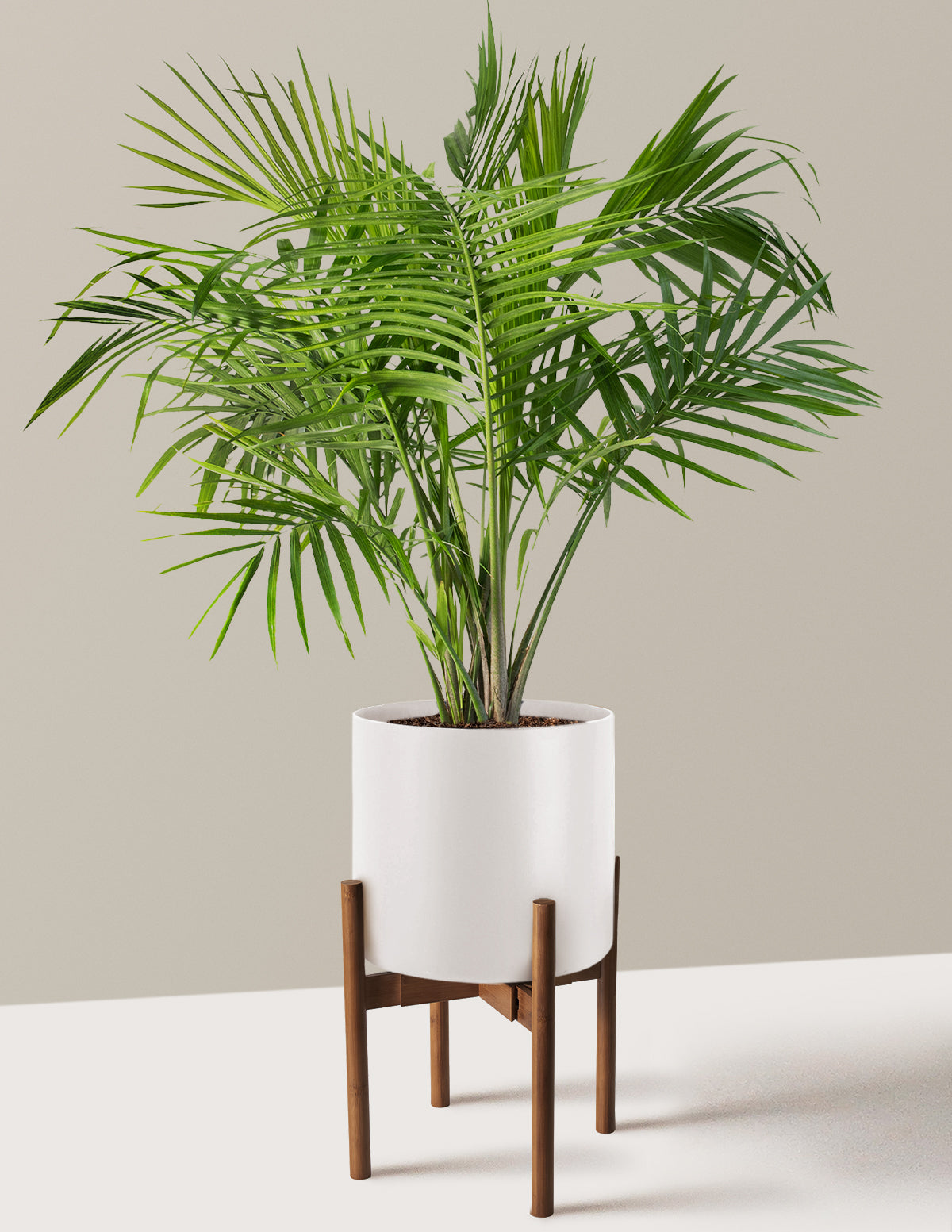 Большая пальма Величества