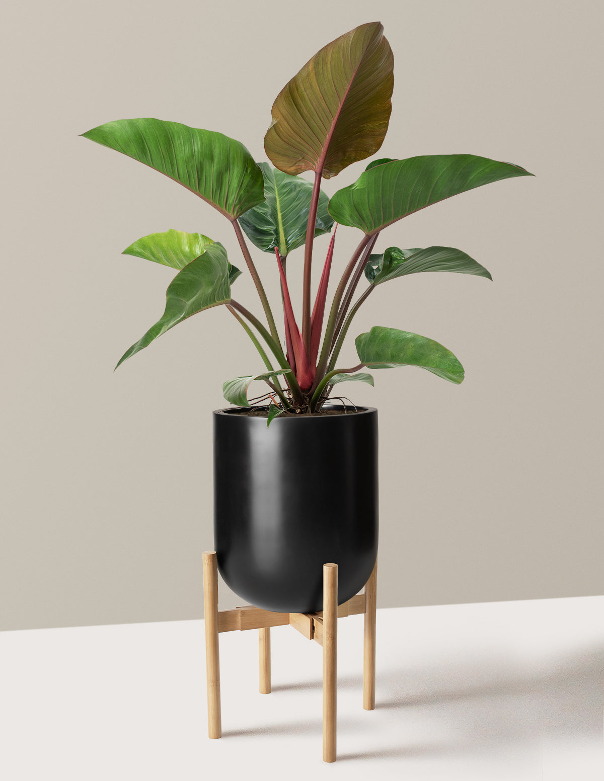 Большой филодендрон Рохо Конго