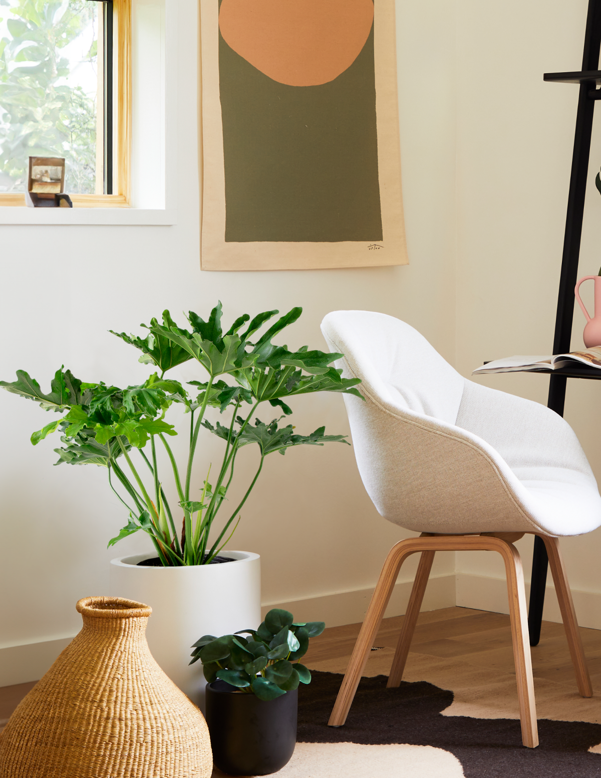 Большой филодендрон Селлум Хоуп