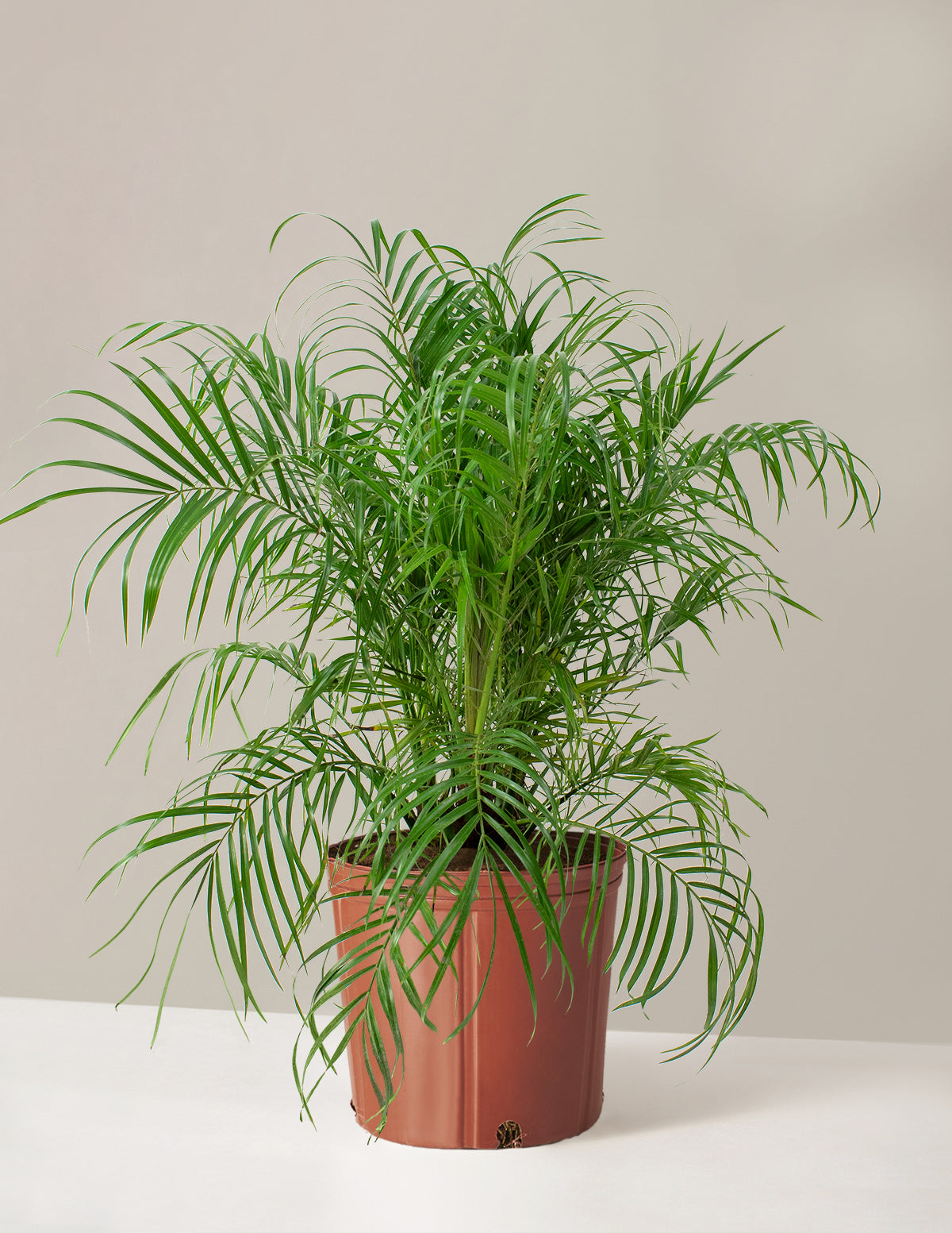 Большая карликовая финиковая пальма