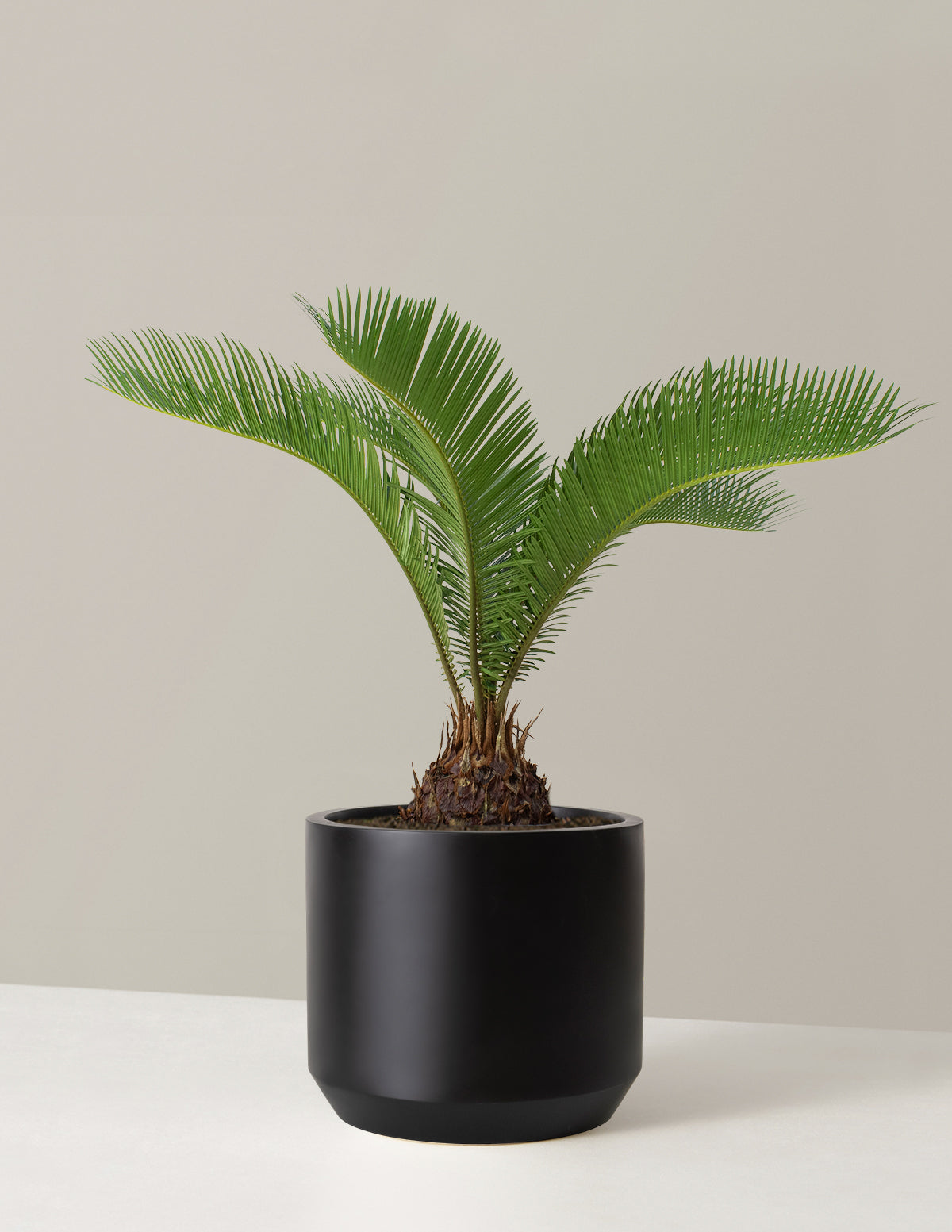 Большая саго-пальма