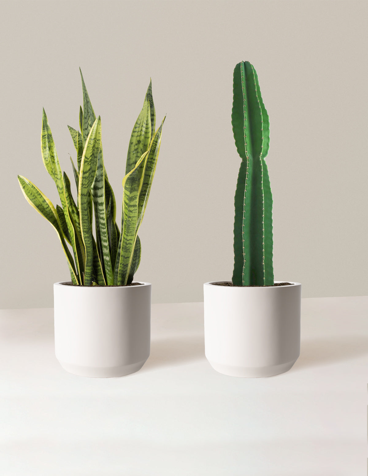 Большой набор и забудь дуэт