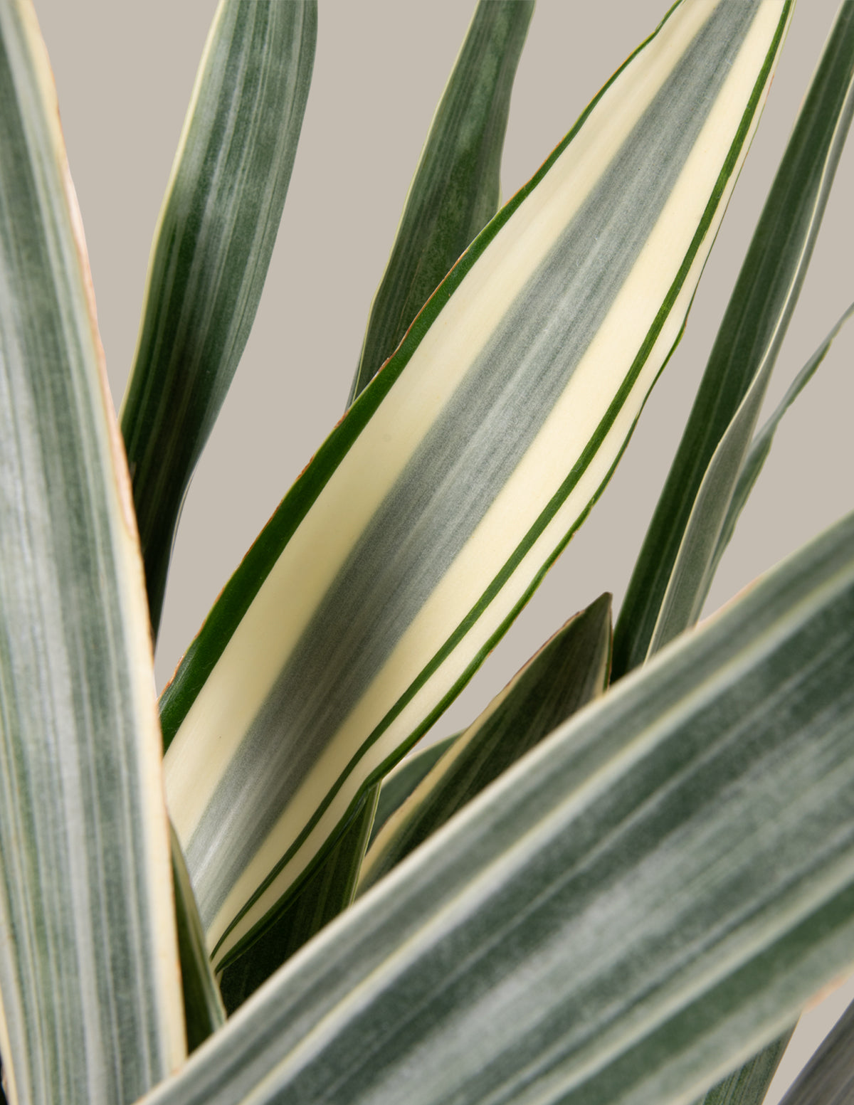 Большая Змея Саюри