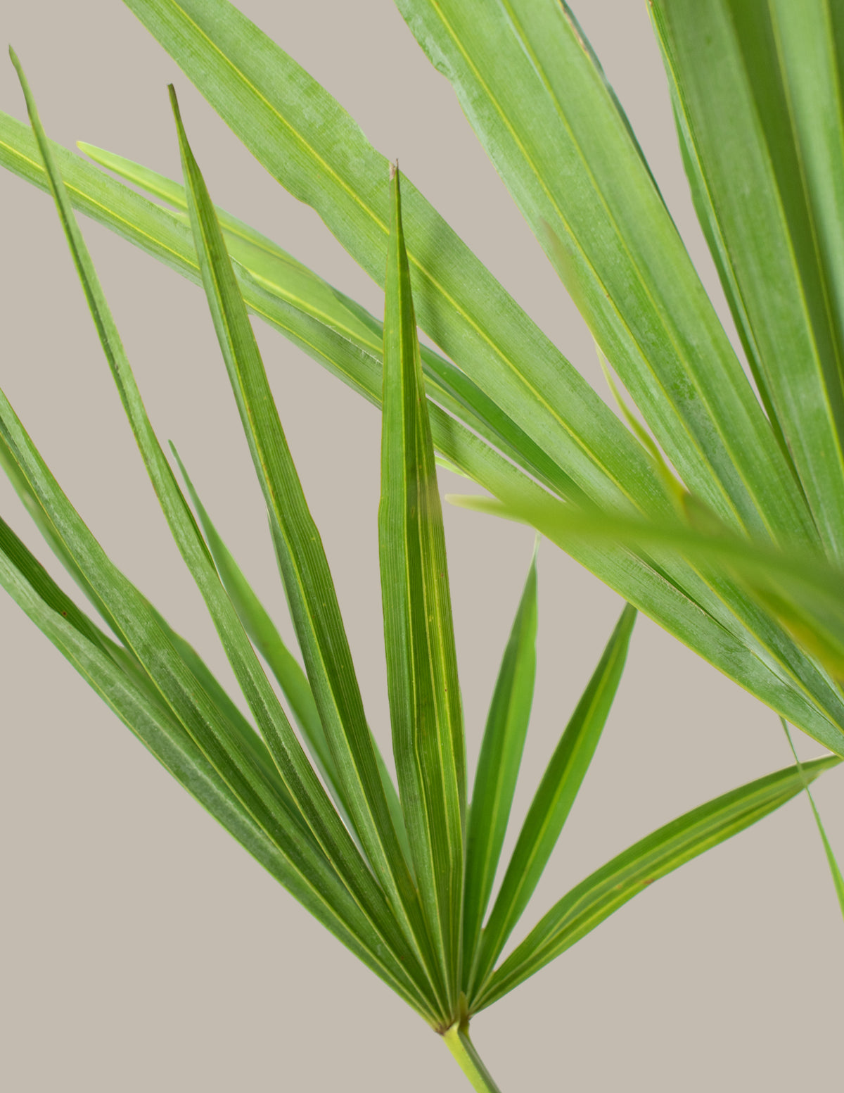 Большая пальма с ветряной мельницей