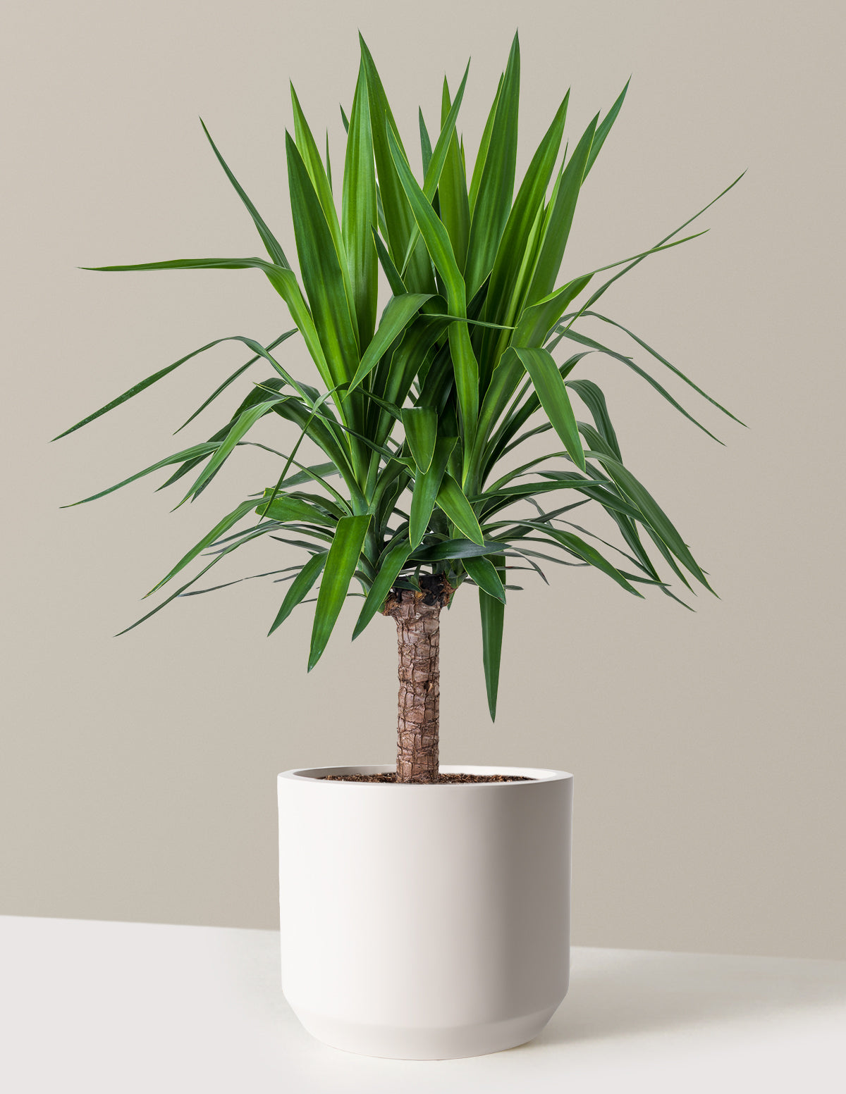 Юкка Растение с одним стеблем