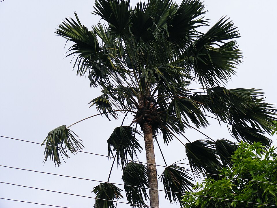 Ливистона круглолистная