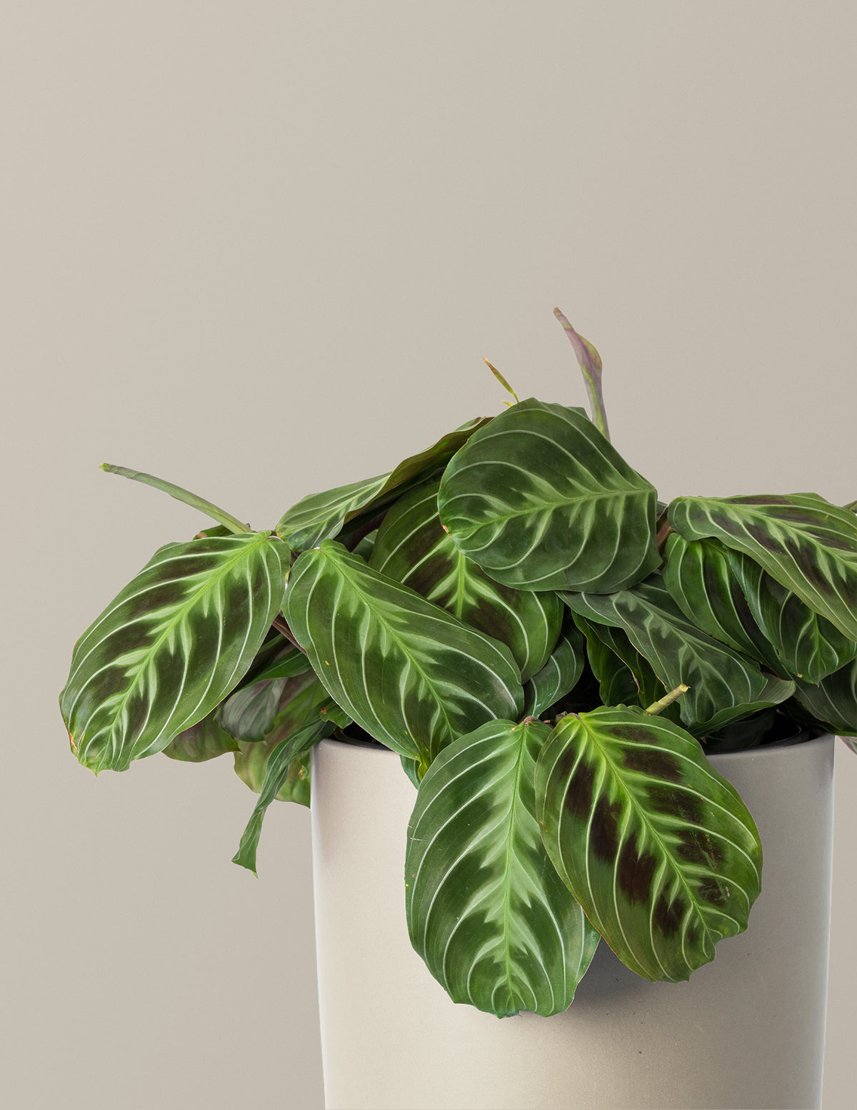 Черный молитвенный завод