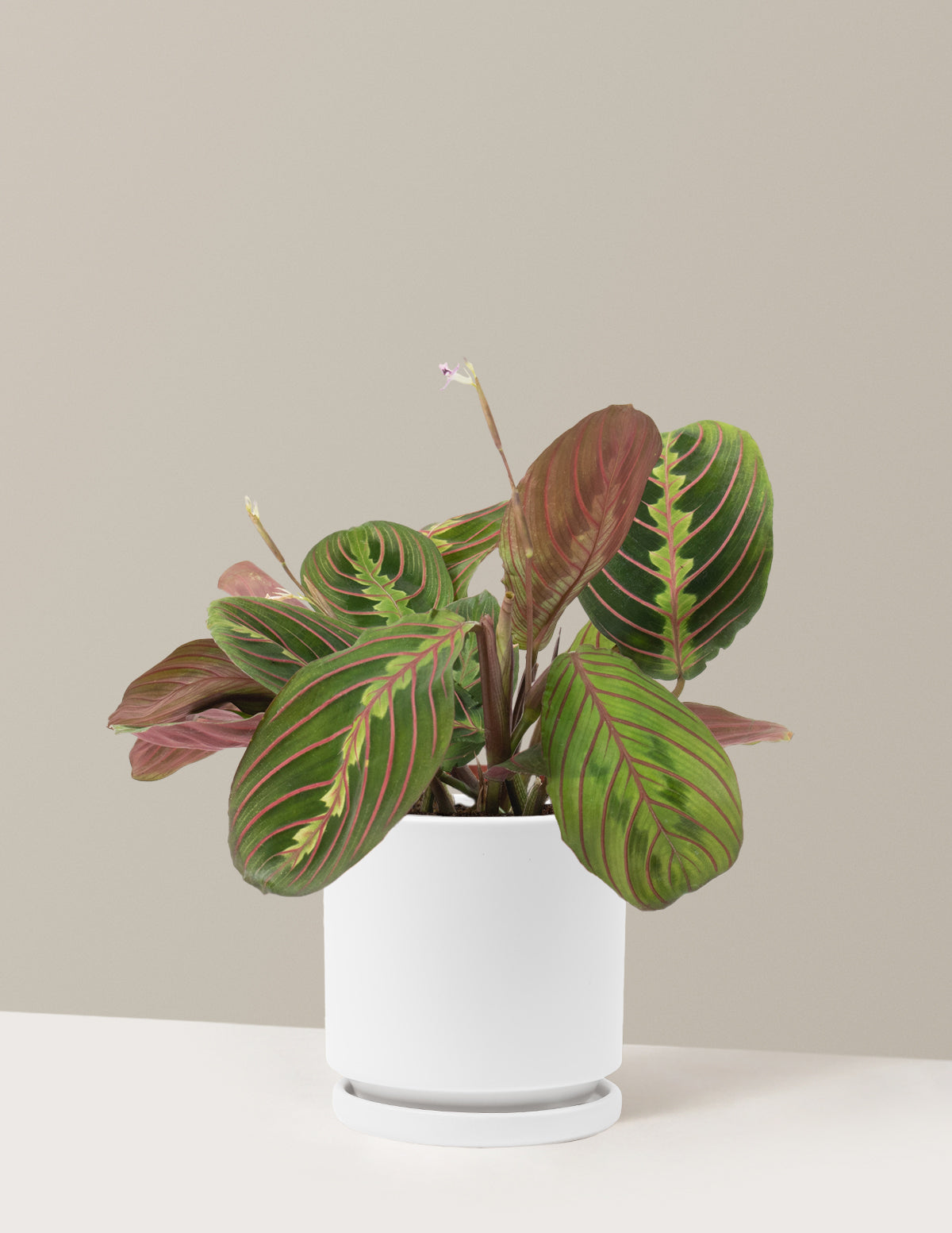 Красный молитвенный завод