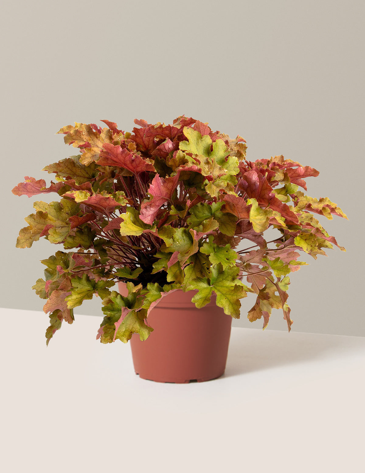 Мармелад Гейхера