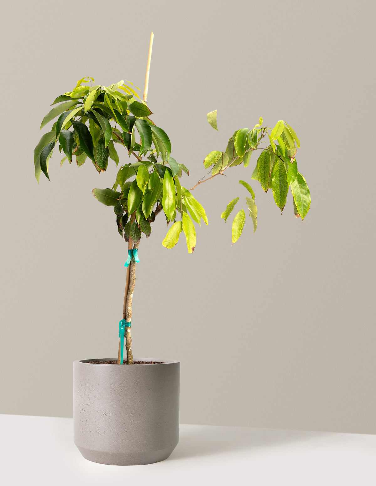 Маврикий Личи