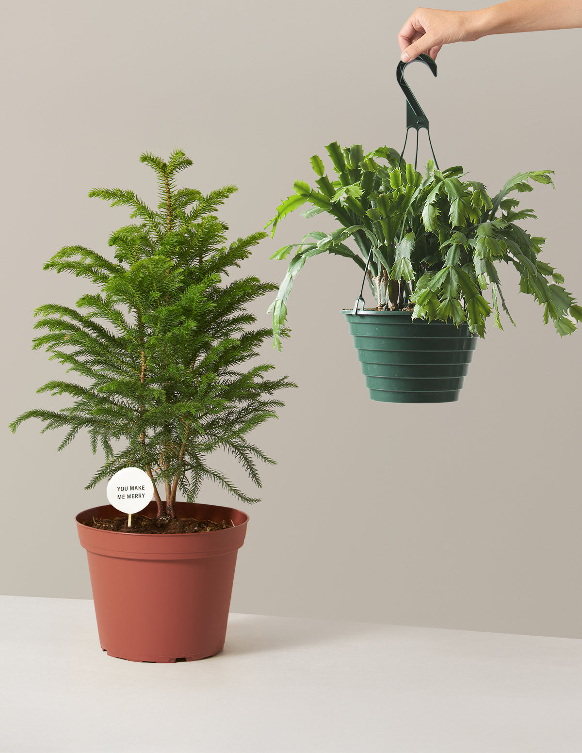 Веселый и яркий дуэт