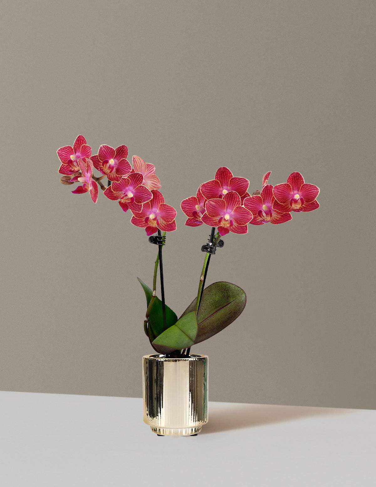 Мини Орхидея