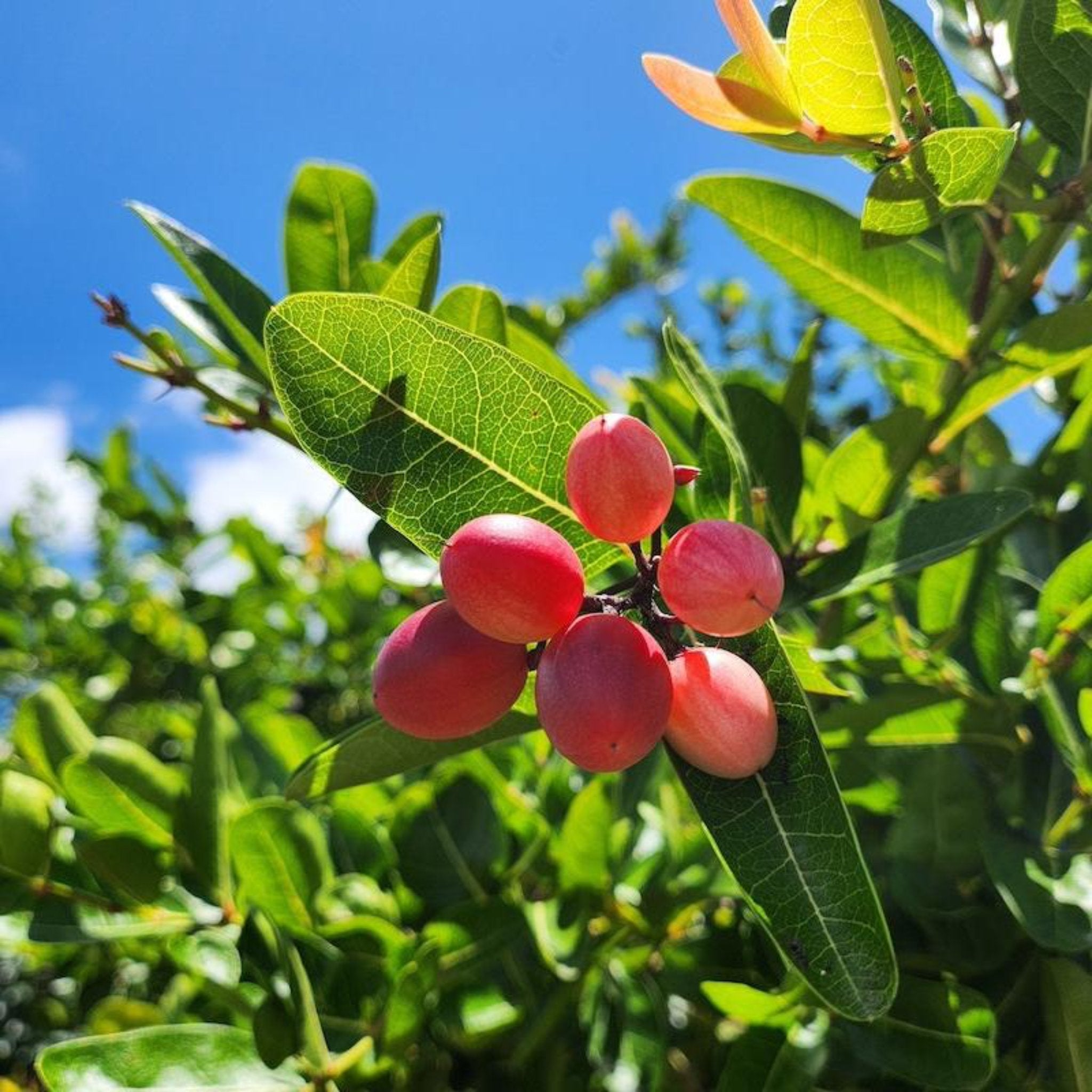 Чудо-фрукты