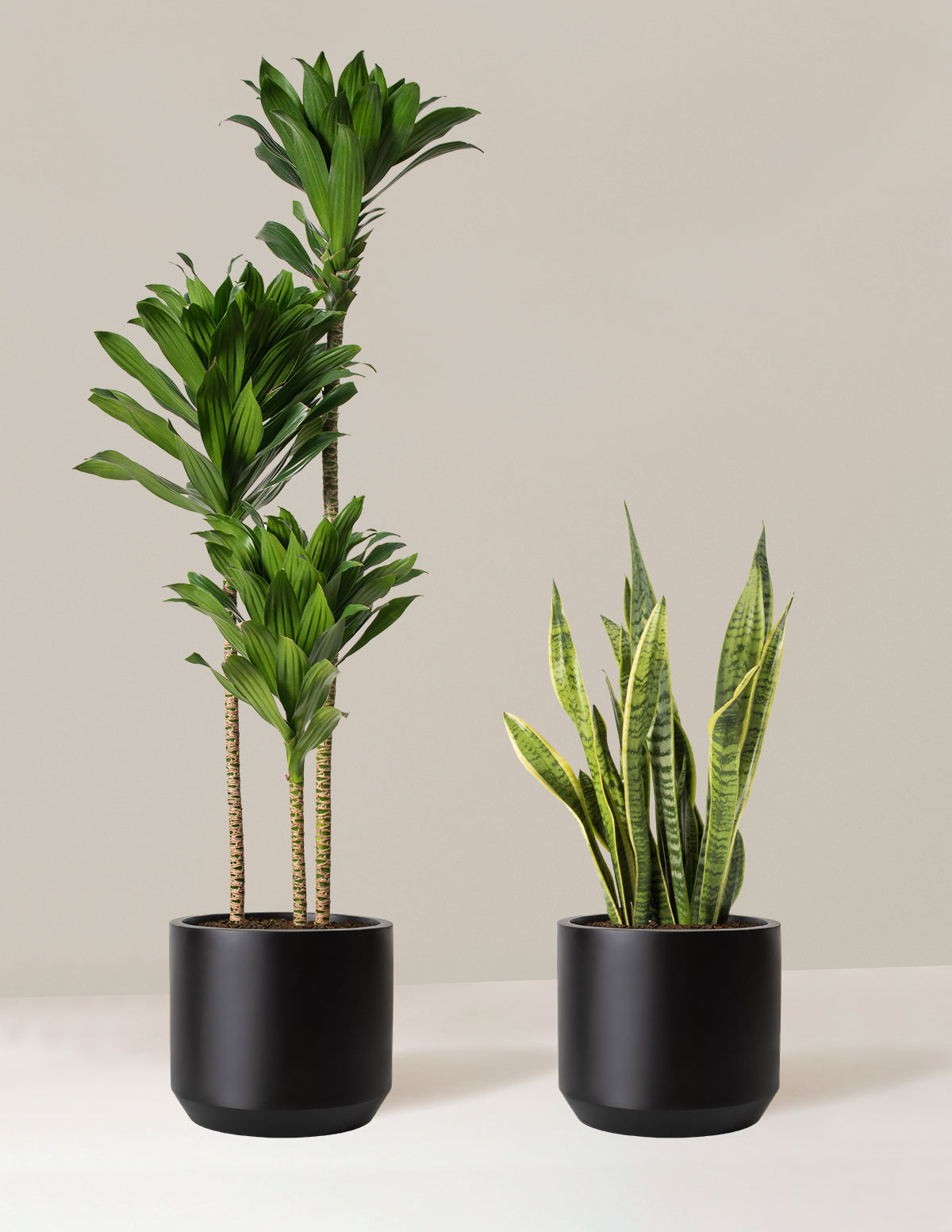 Современный офисный дуэт