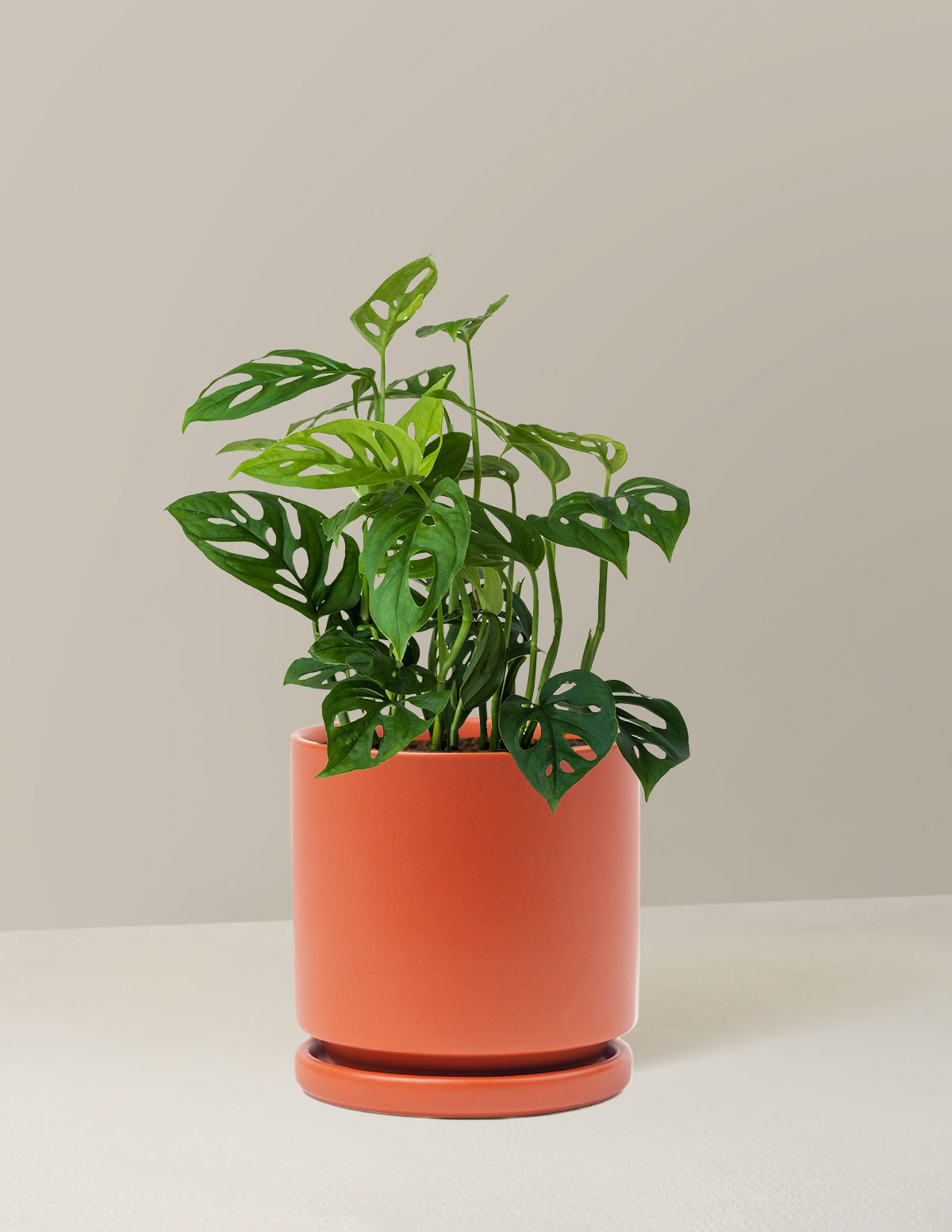 Монстера Эскелето